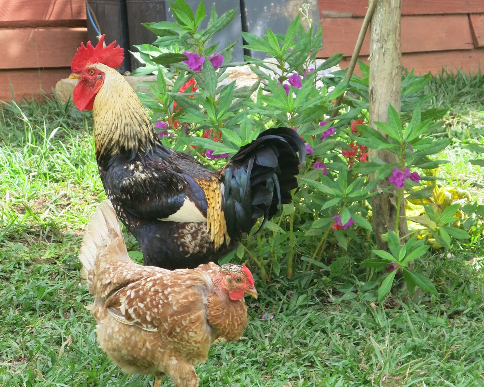 Canon PowerShot G15 sample photo. Rooster, chicken, poultry photography