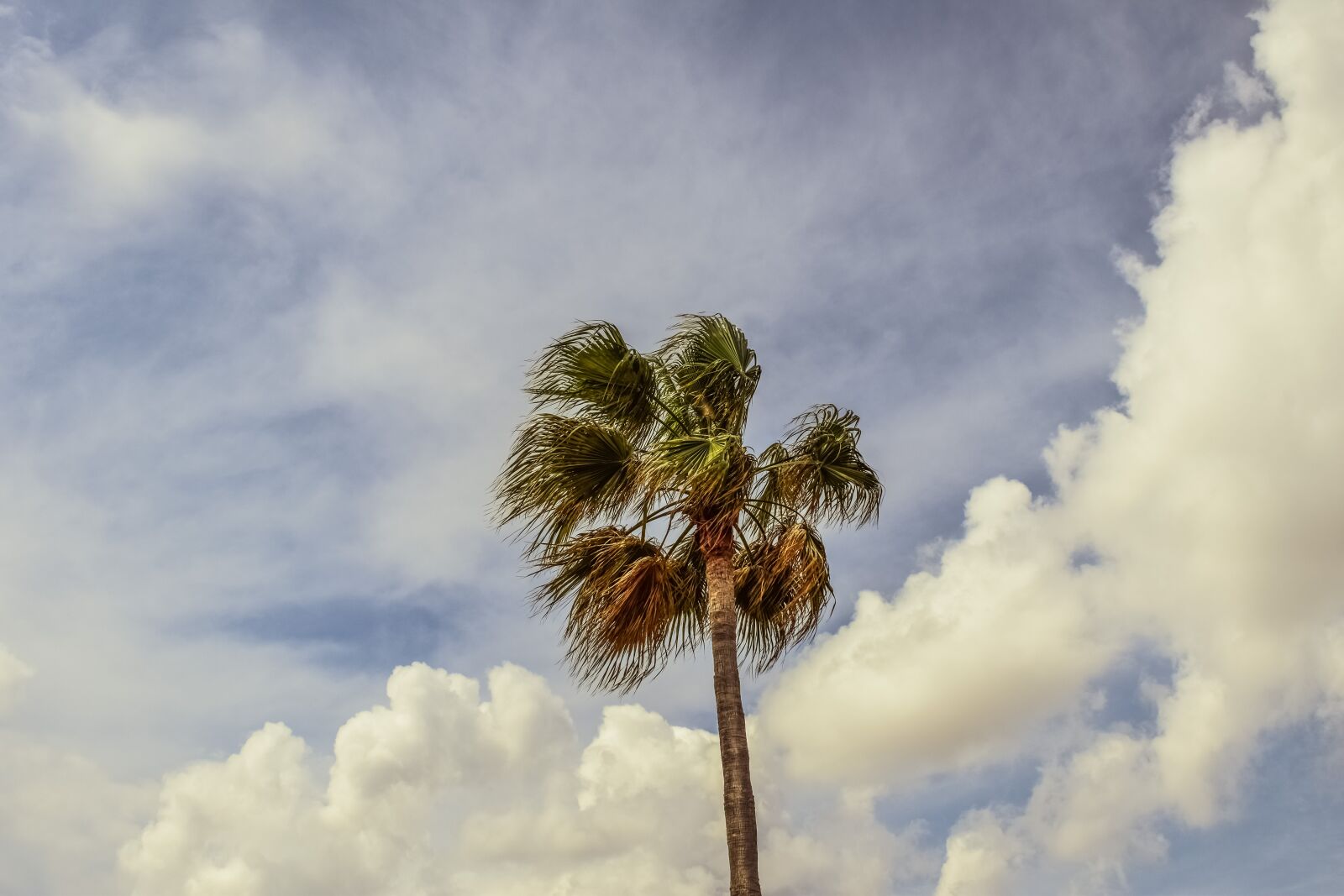 Nikon D3300 sample photo. Palm tree, sky, clouds photography