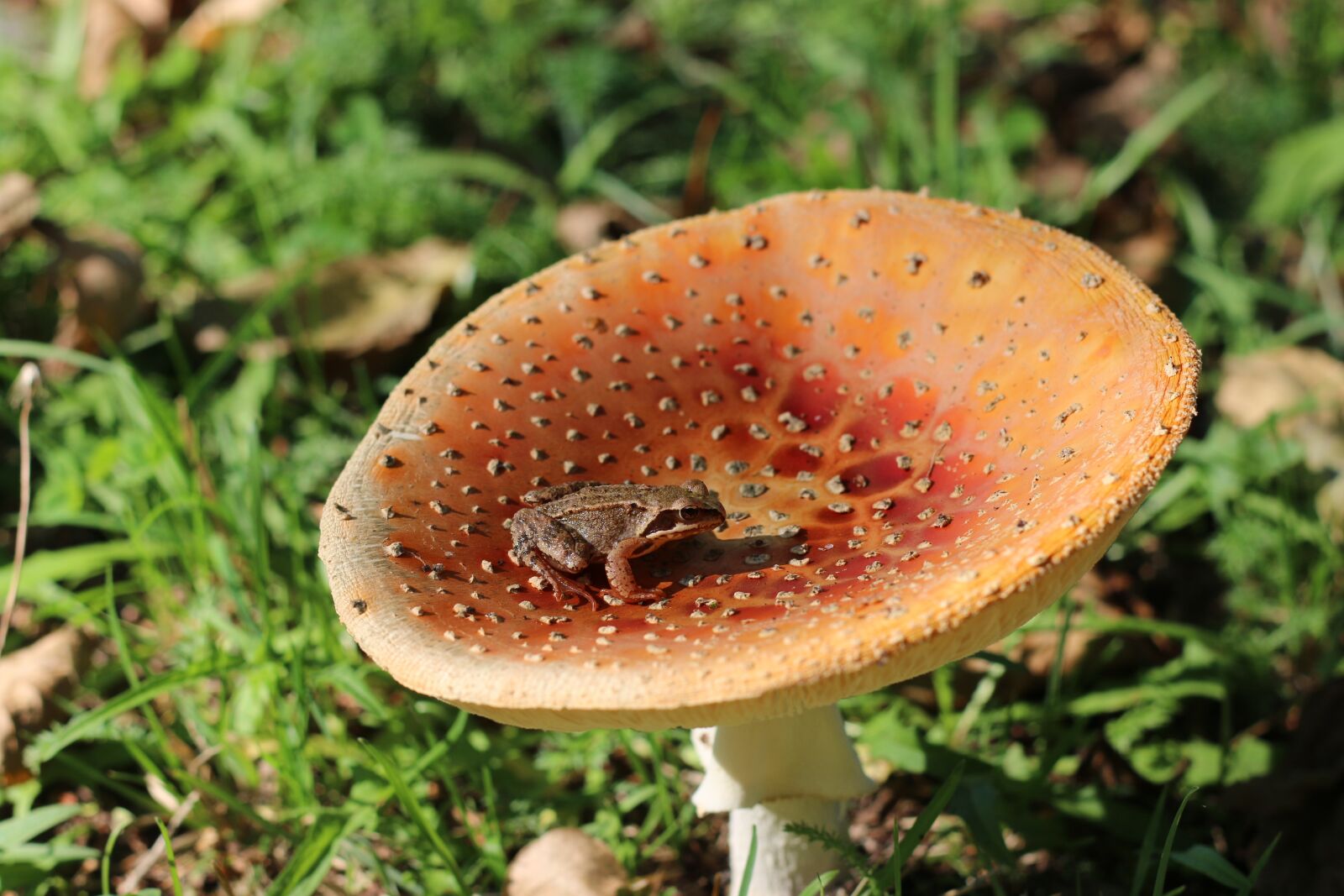 Canon EOS 70D sample photo. Mushroom, autumn, cap photography