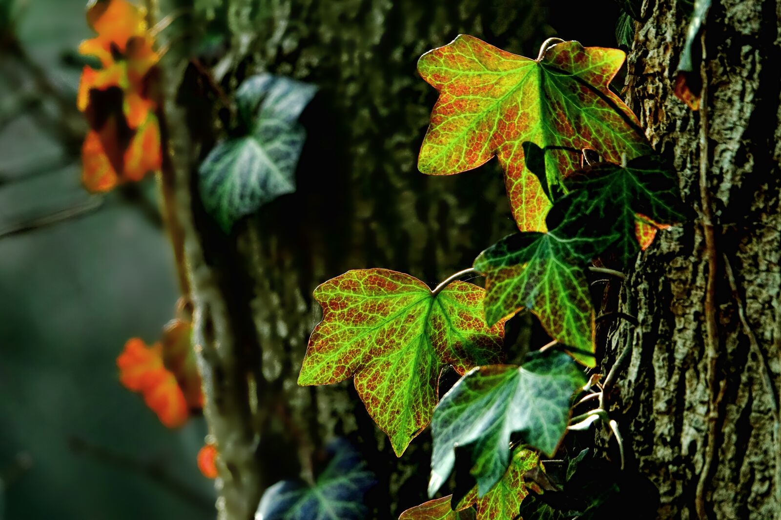 Sony Cyber-shot DSC-RX10 III sample photo. Leaf, nature, plant photography