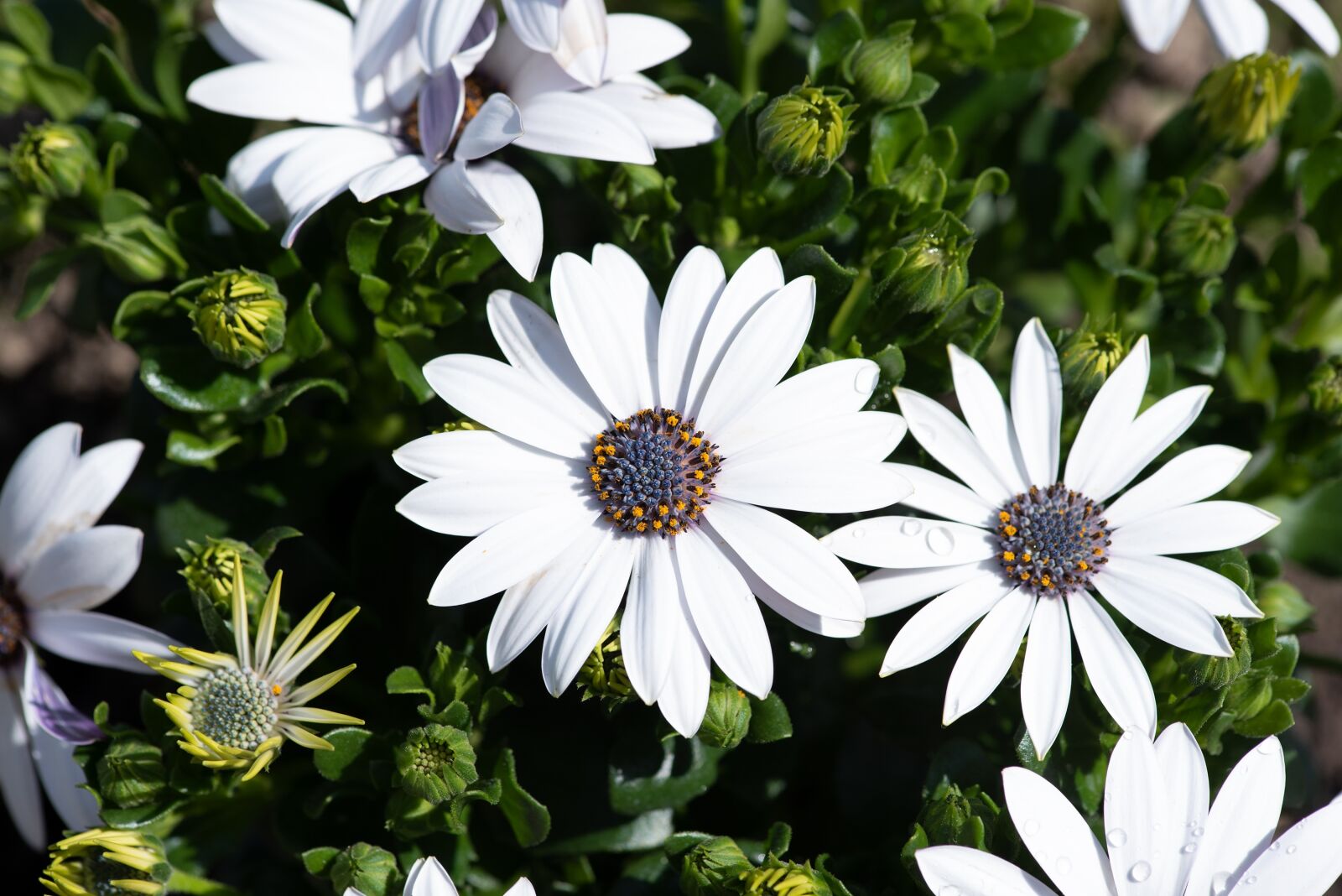 Nikon D750 sample photo. Cape daisies, flowers, white photography