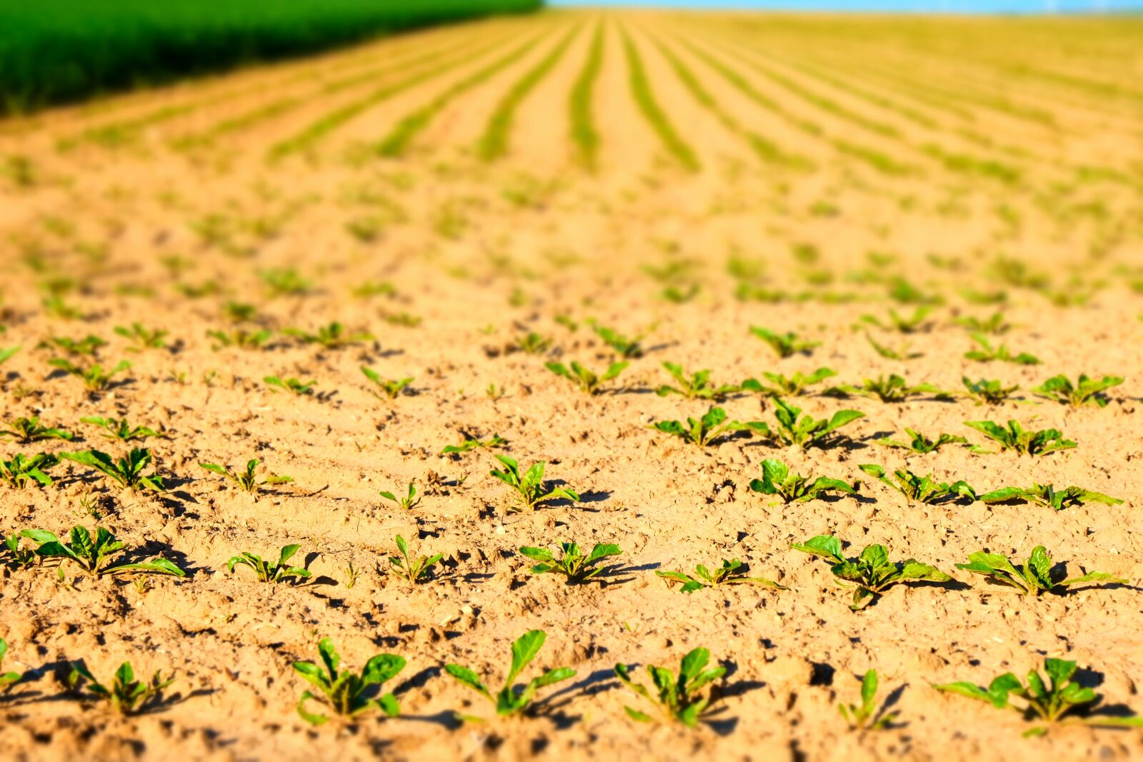 Fujifilm X-T20 sample photo. Arable, seedlings, field photography