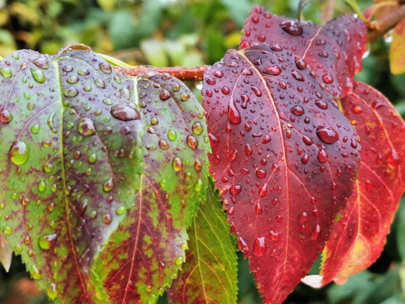 HUAWEI P30 sample photo. Colorful leaves, rain, water photography