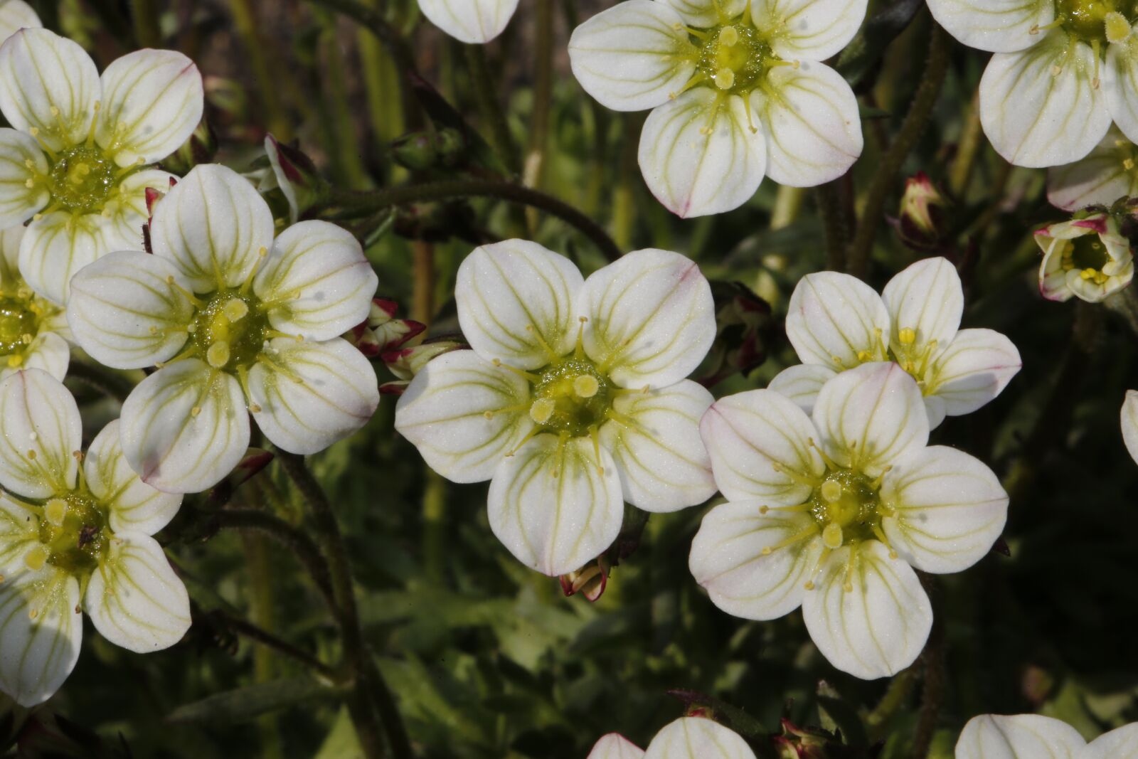 Canon EF 100mm F2.8L Macro IS USM sample photo. Spring, sprout, engine photography