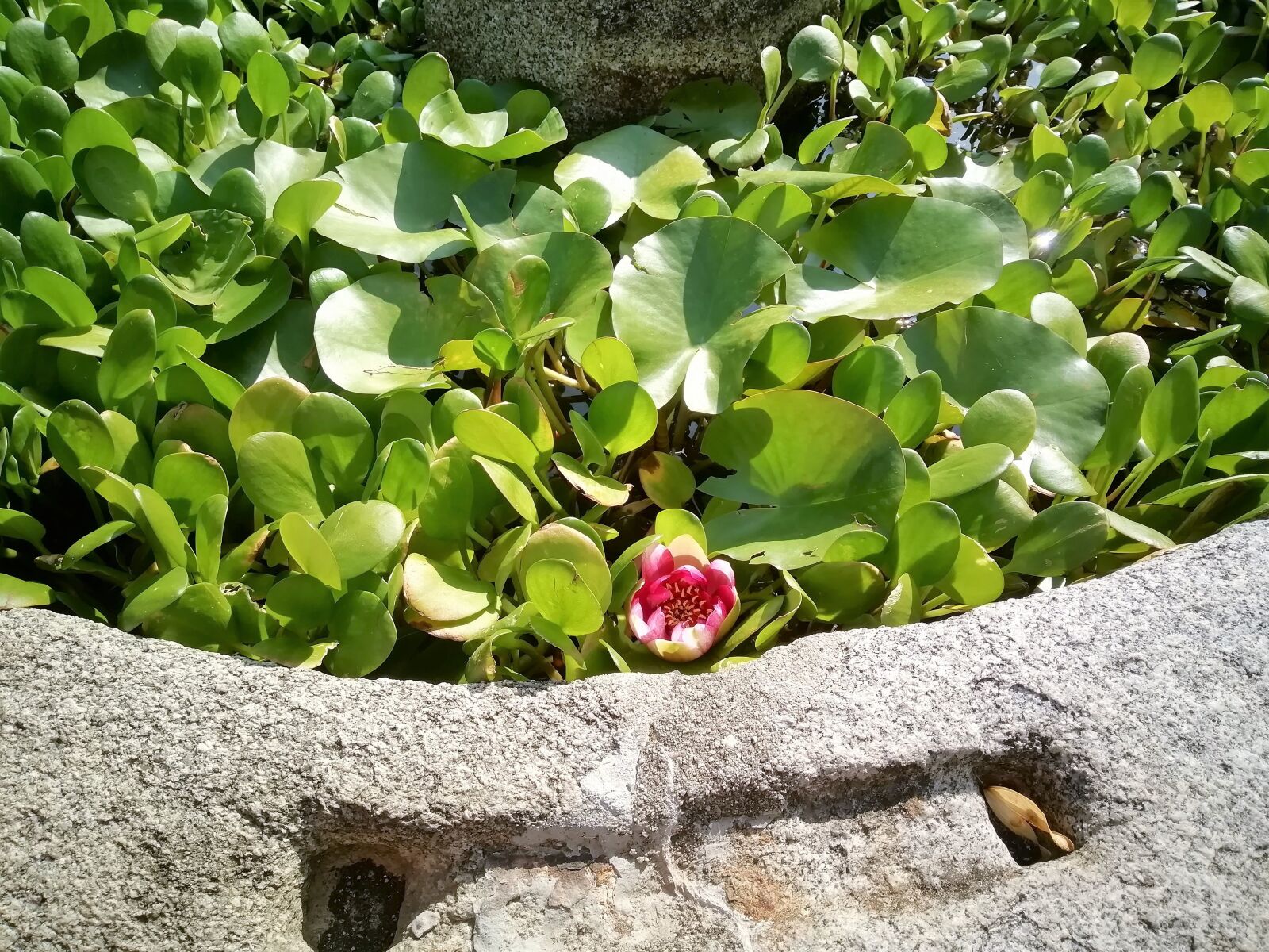 HUAWEI FIG-LX1 sample photo. Pond, flower, bloom photography