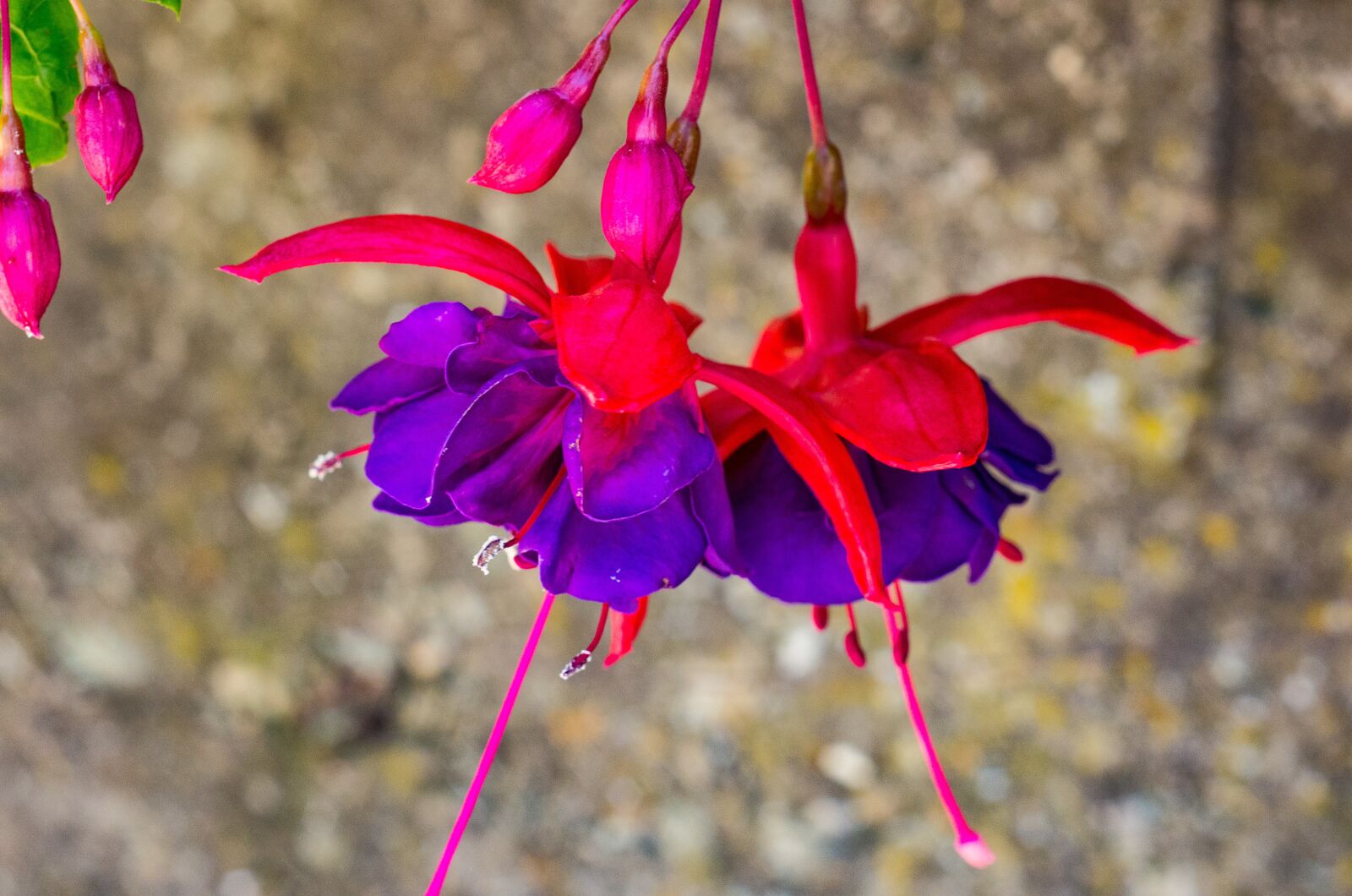 Pentax K-5 IIs sample photo. Flower, red, purple photography