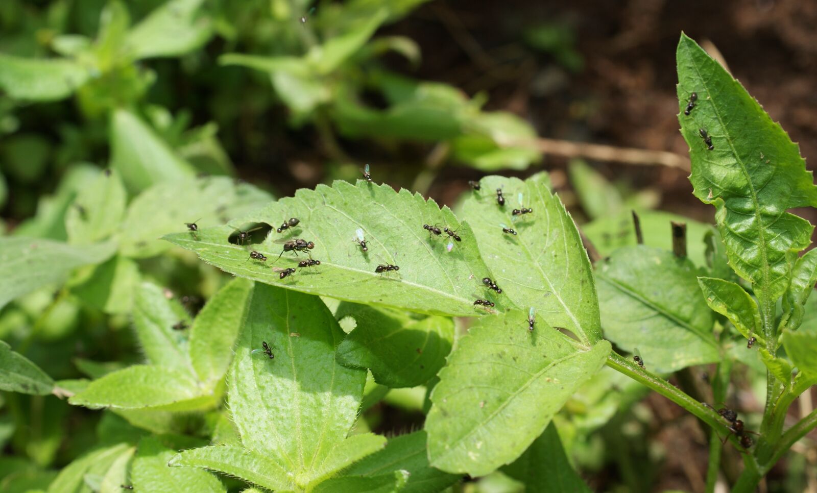Sony Alpha DSLR-A390 sample photo. Nature, finlandia, quindio photography