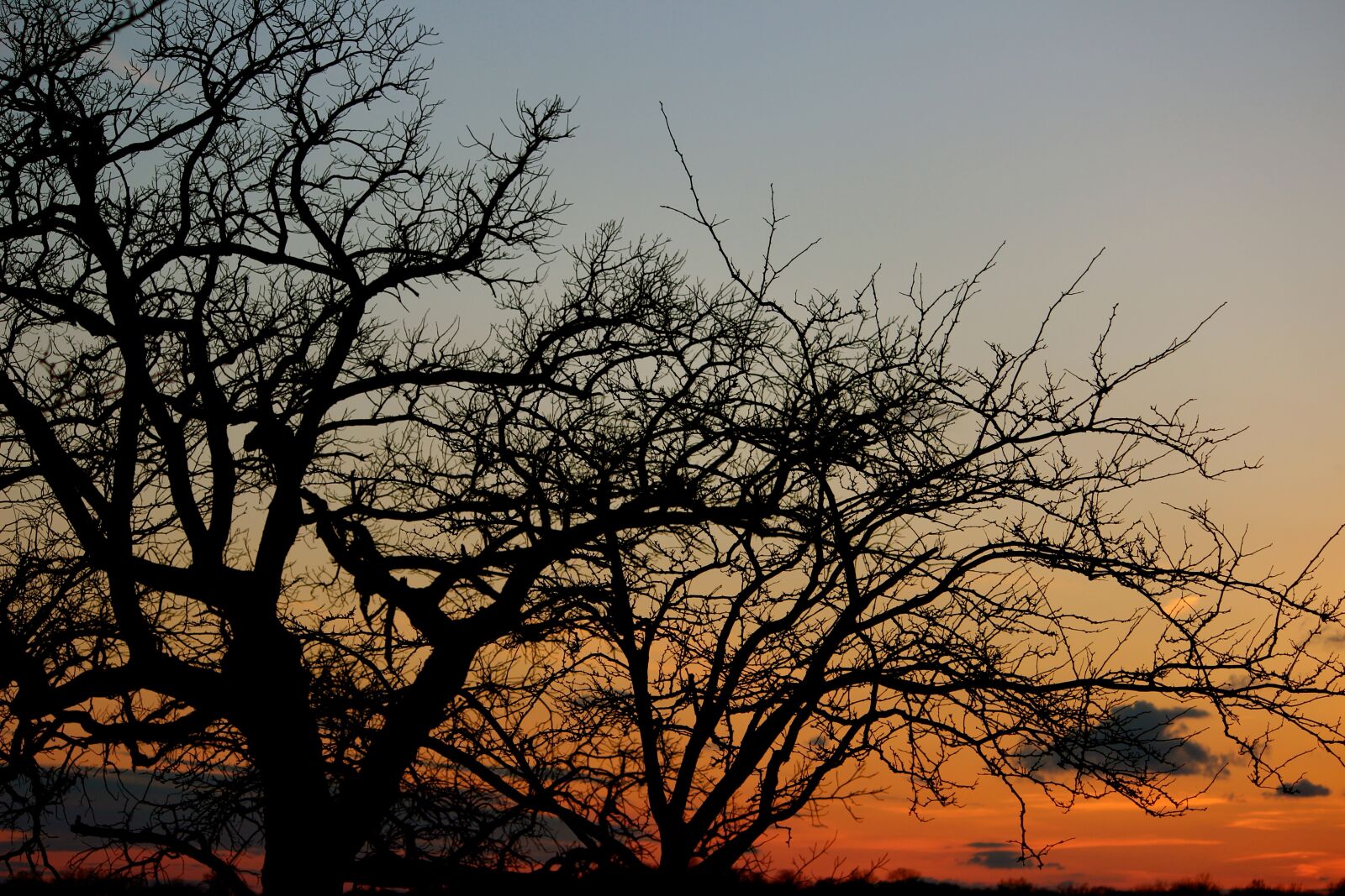 Canon EOS 600D (Rebel EOS T3i / EOS Kiss X5) sample photo. Sunset, tree, shadow photography