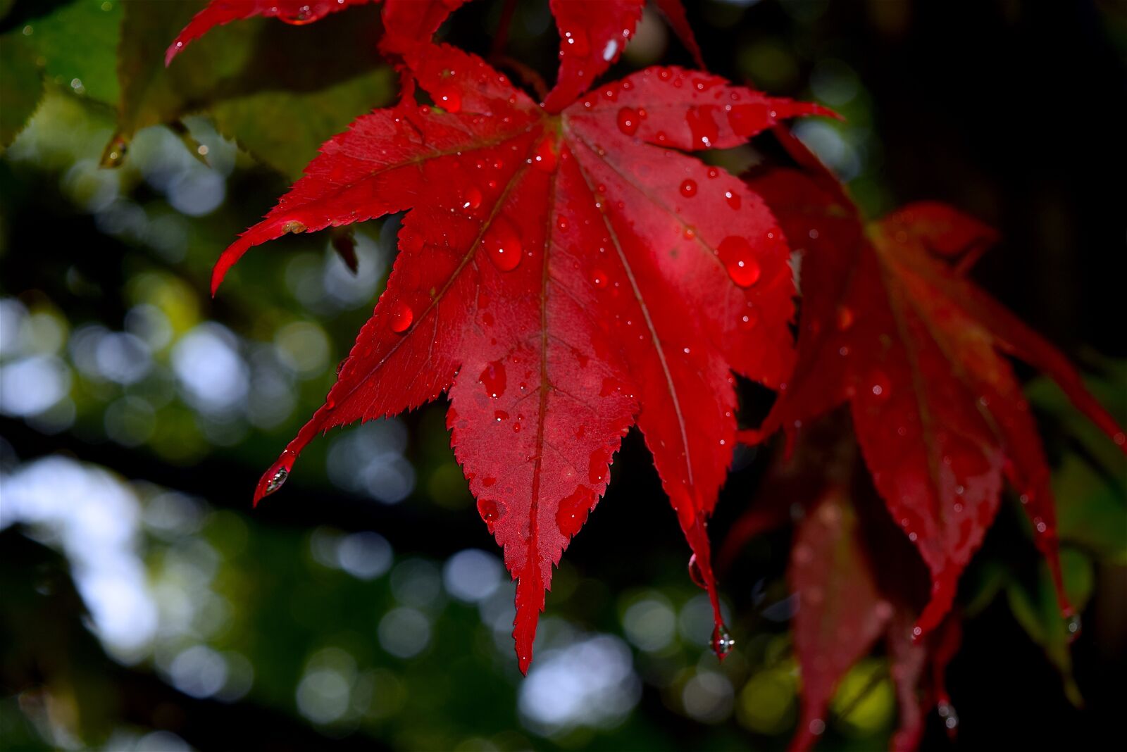 Nikon D3300 sample photo. Leaf, red, dew photography