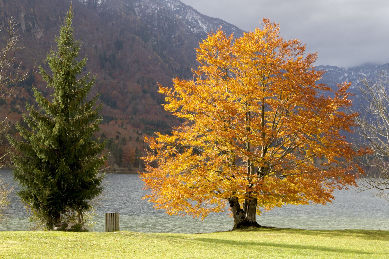 Canon EOS 7D sample photo. Tree, autumn, fall photography