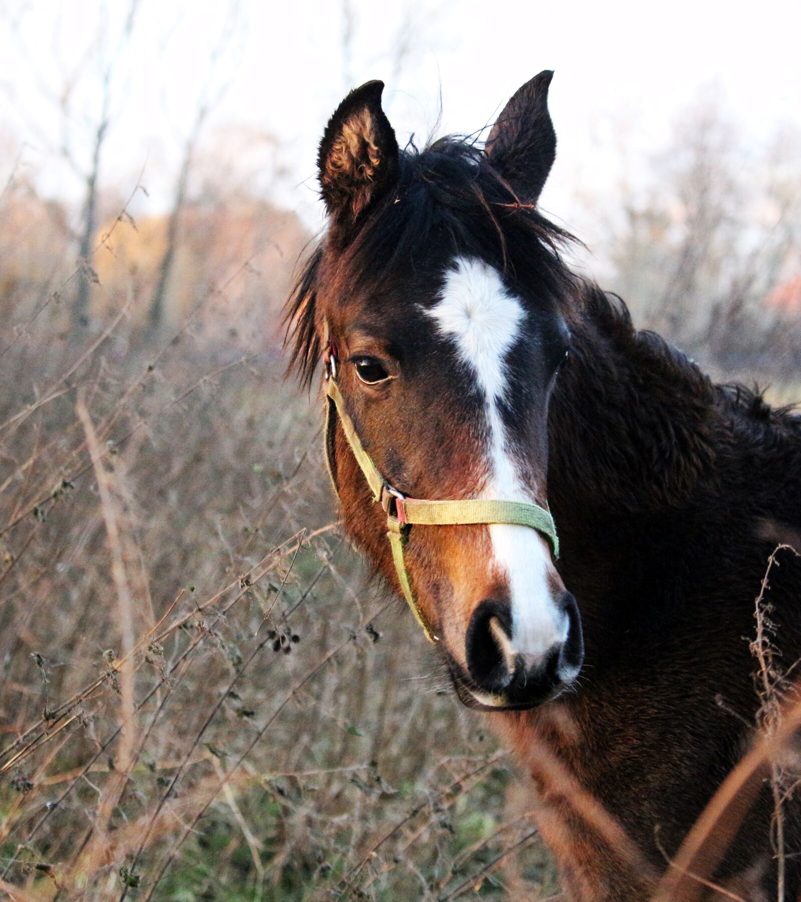 Canon EOS 100D (EOS Rebel SL1 / EOS Kiss X7) sample photo. Horse, winter, thoroughbred arabian photography