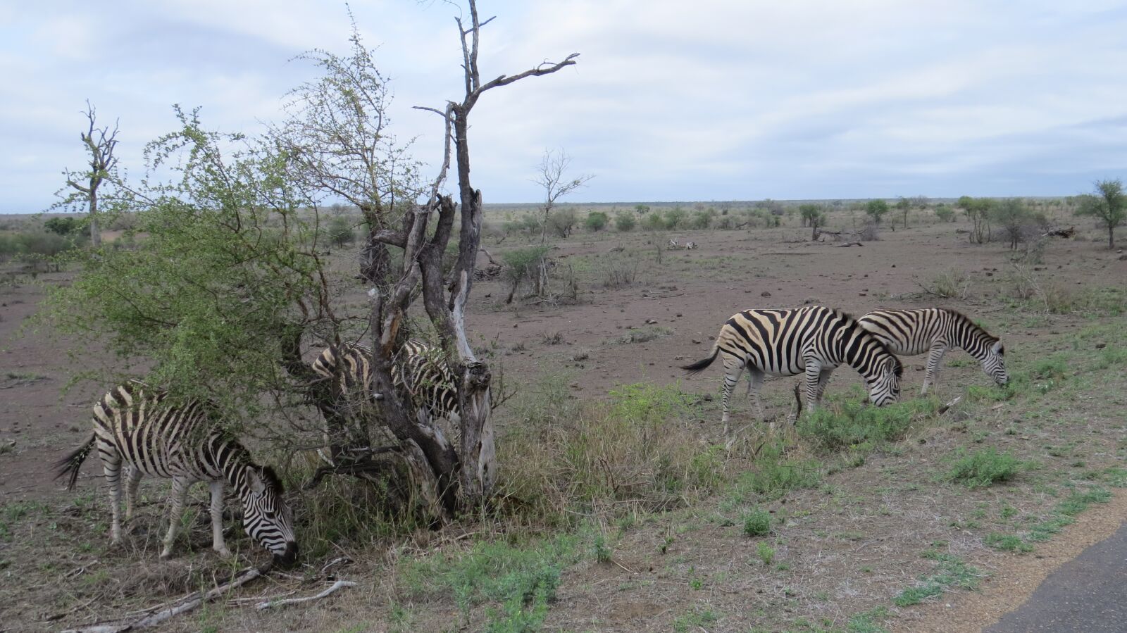 Canon PowerShot SX50 HS sample photo. Zebra, kruger national park photography