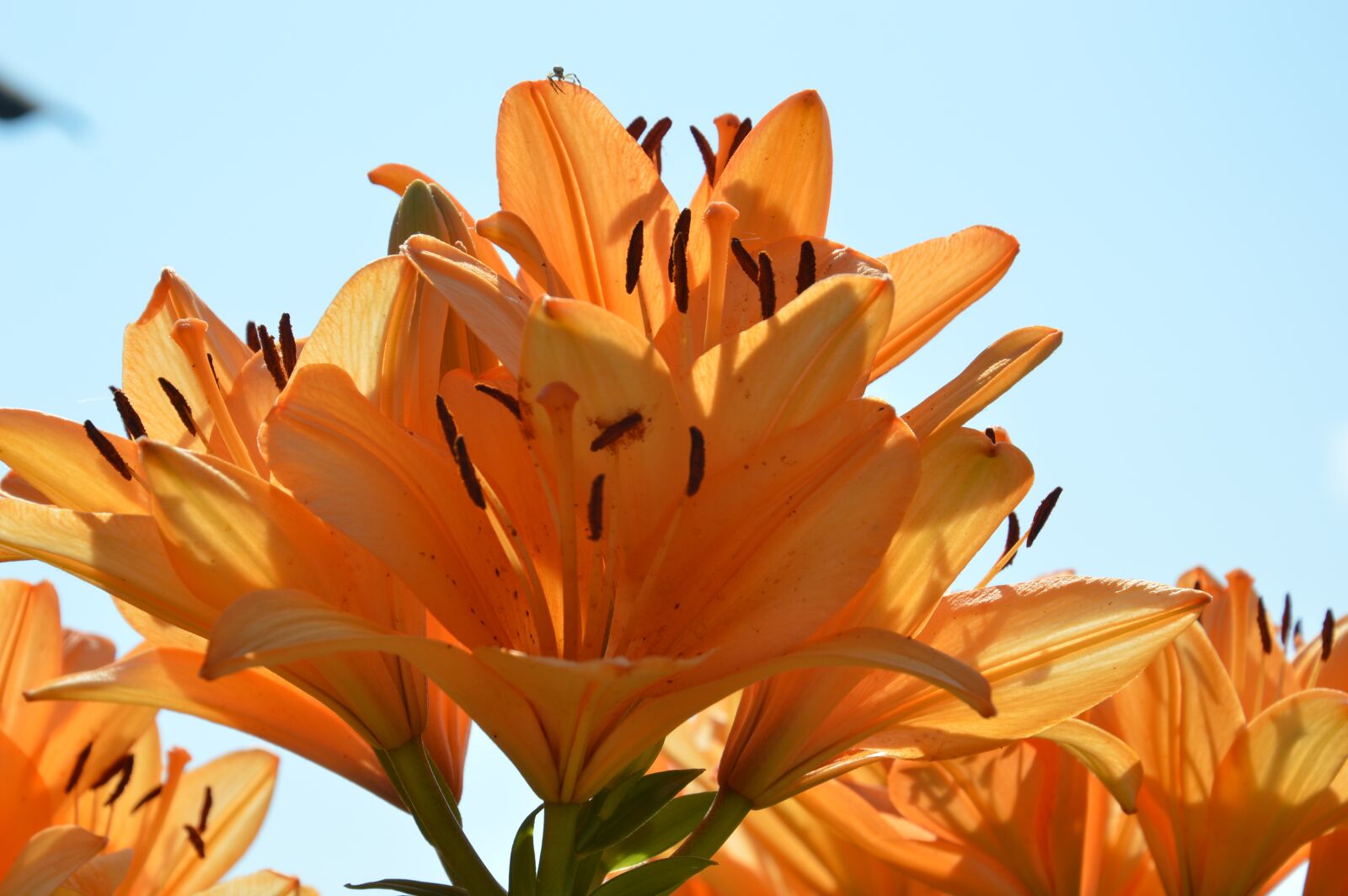 Nikon D3200 sample photo. Summer, flowers, sun photography