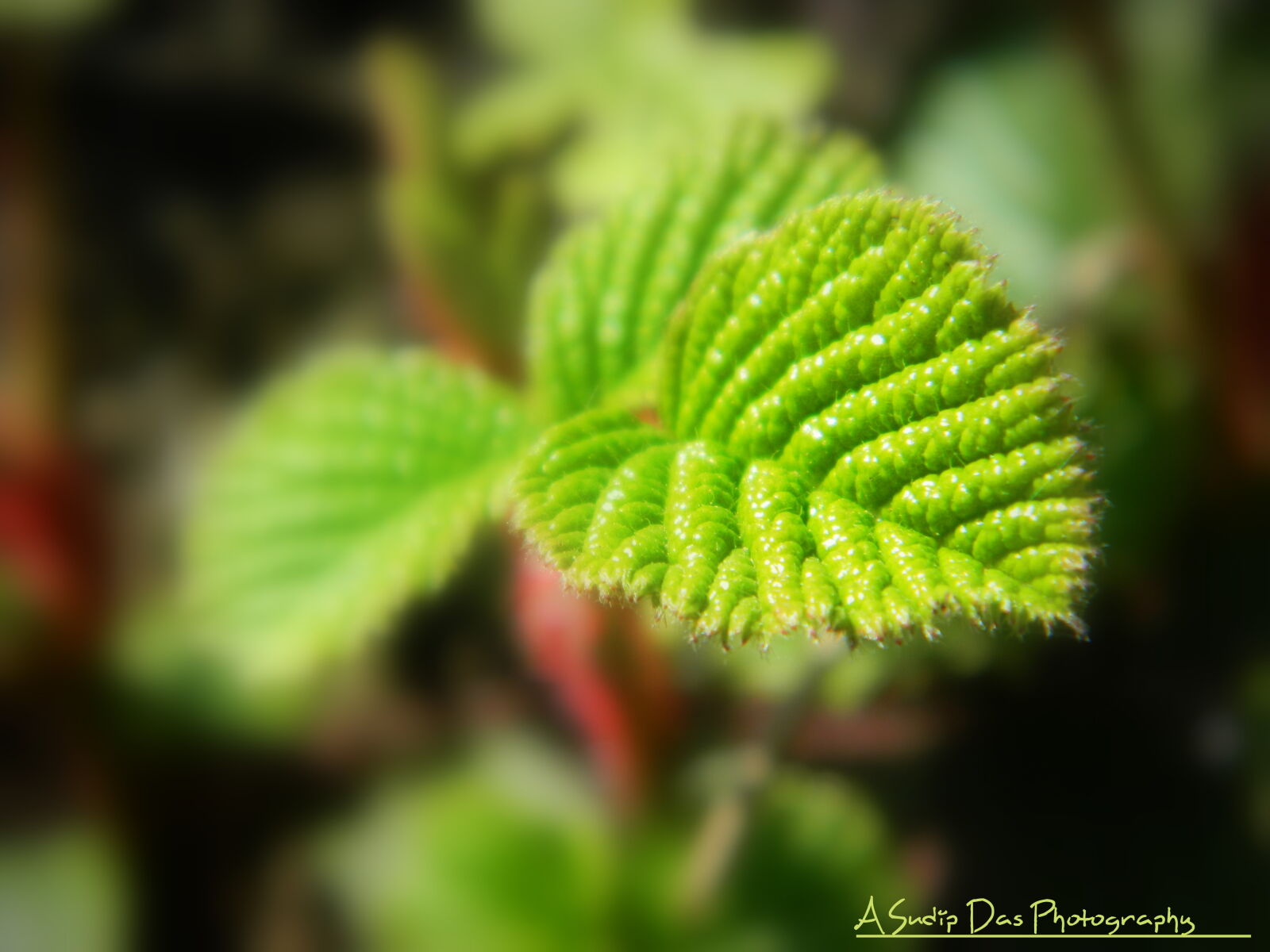 Nikon Coolpix L120 sample photo. It, s, close photography
