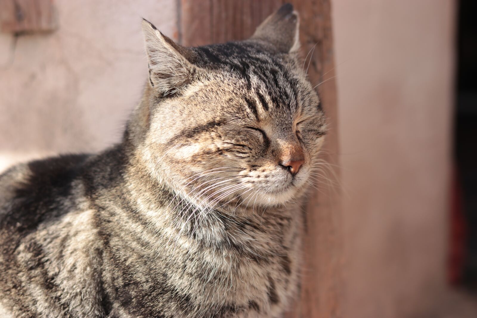 Canon EOS 80D + Canon EF 50mm F1.8 STM sample photo. Cat, animal, mammal photography