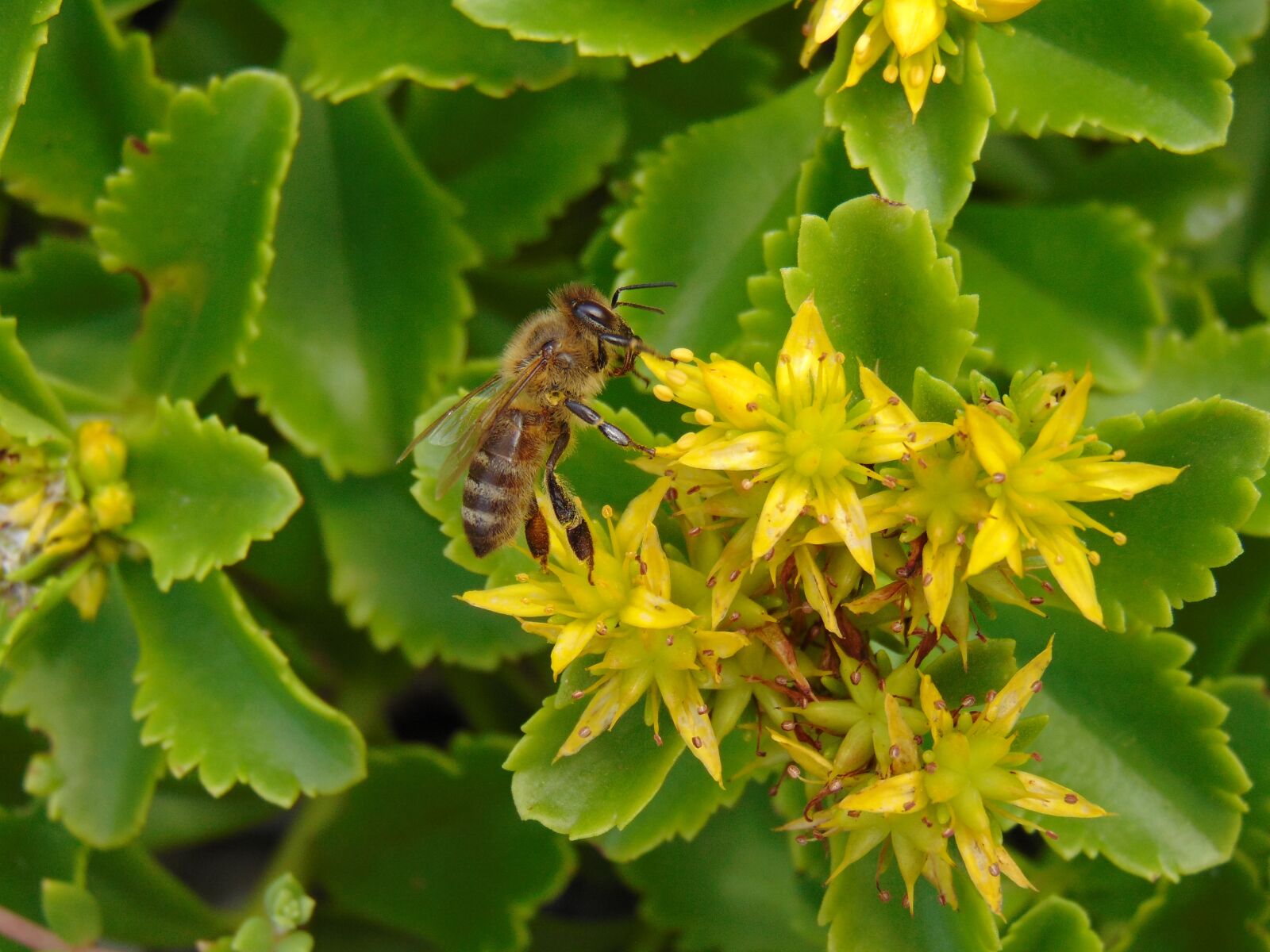 Sony Cyber-shot DSC-H300 sample photo. Bee, rock garden, flower photography