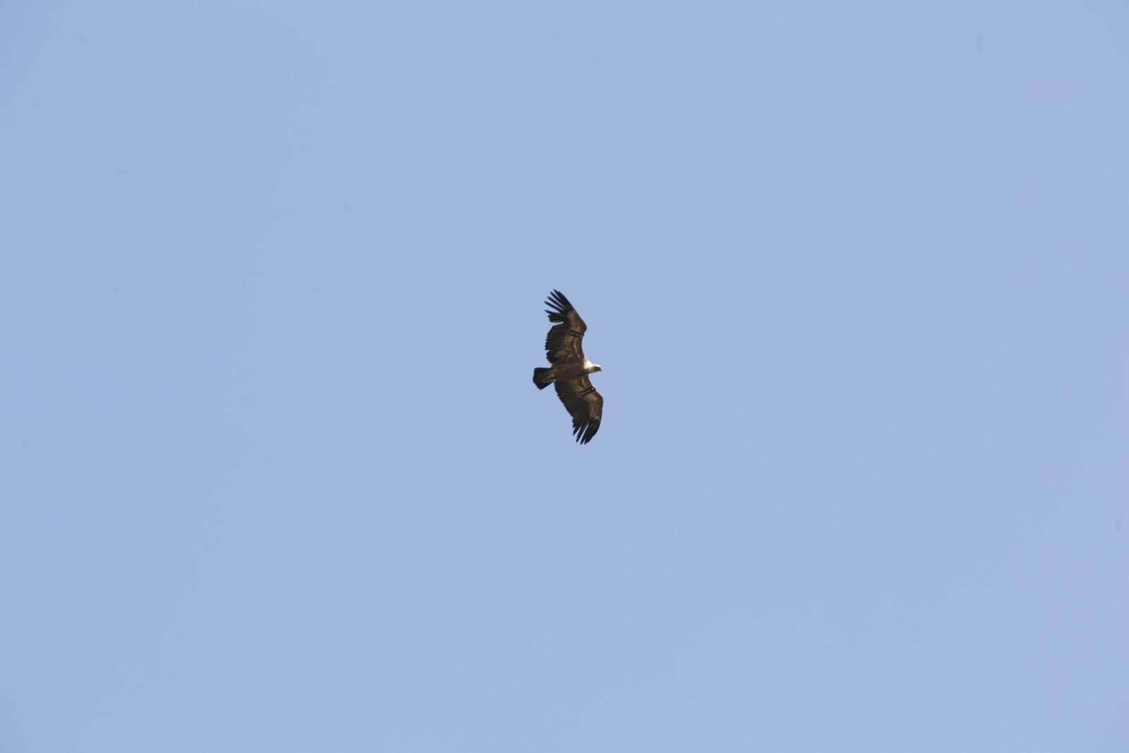 Canon EOS 5D Mark II sample photo. Wings, fly, israel photography