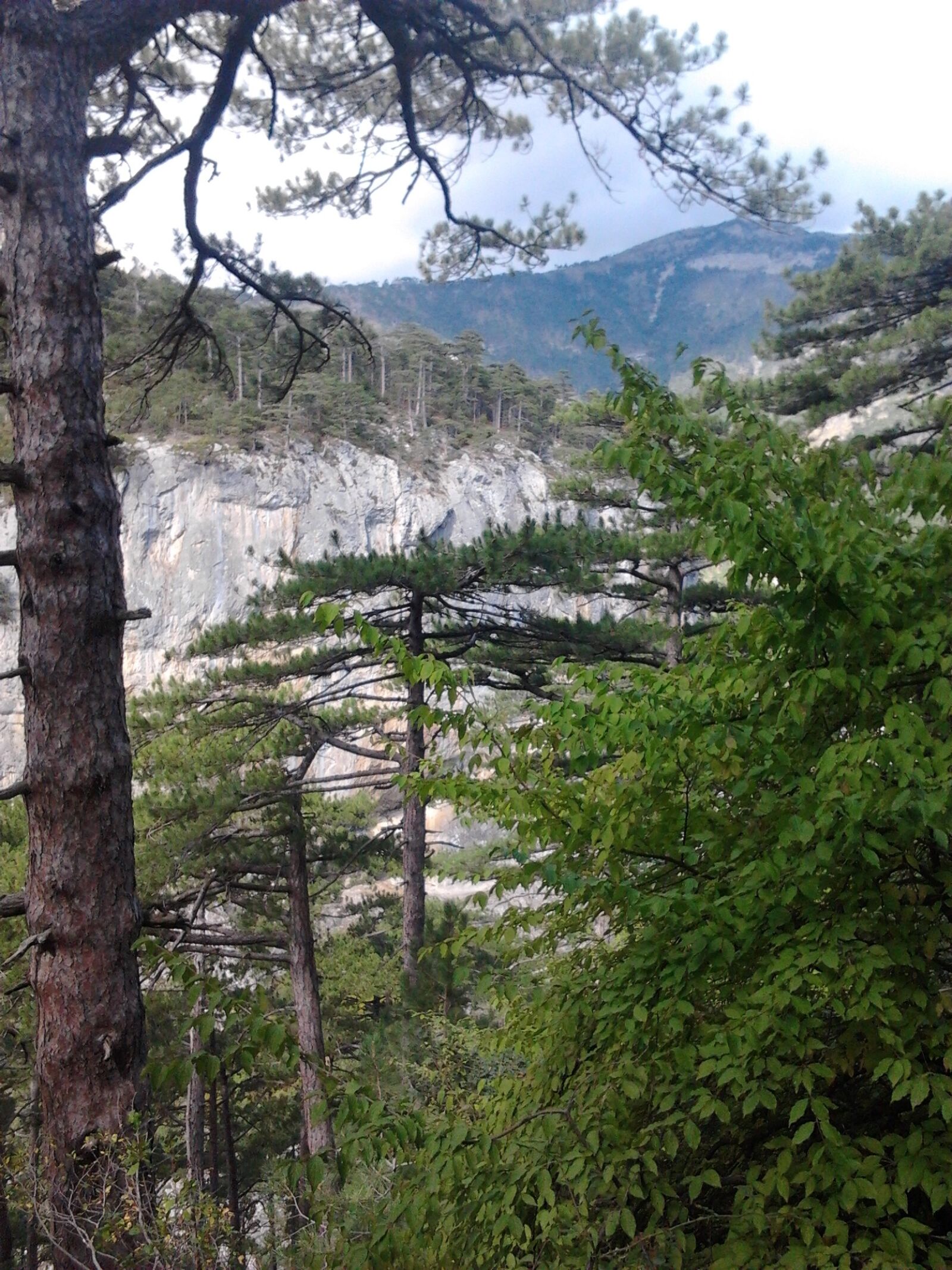 Samsung Galaxy Gio sample photo. Mountains, pine, sky photography