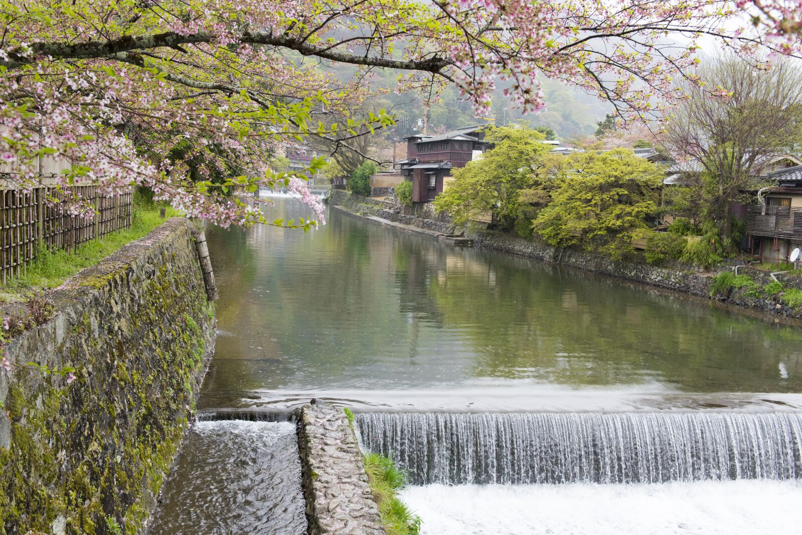 Nikon D750 sample photo. Sakura, river, kyoto photography