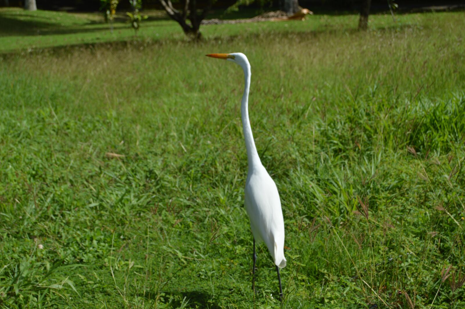 Nikon D3200 sample photo. Heron, ave, great egret photography
