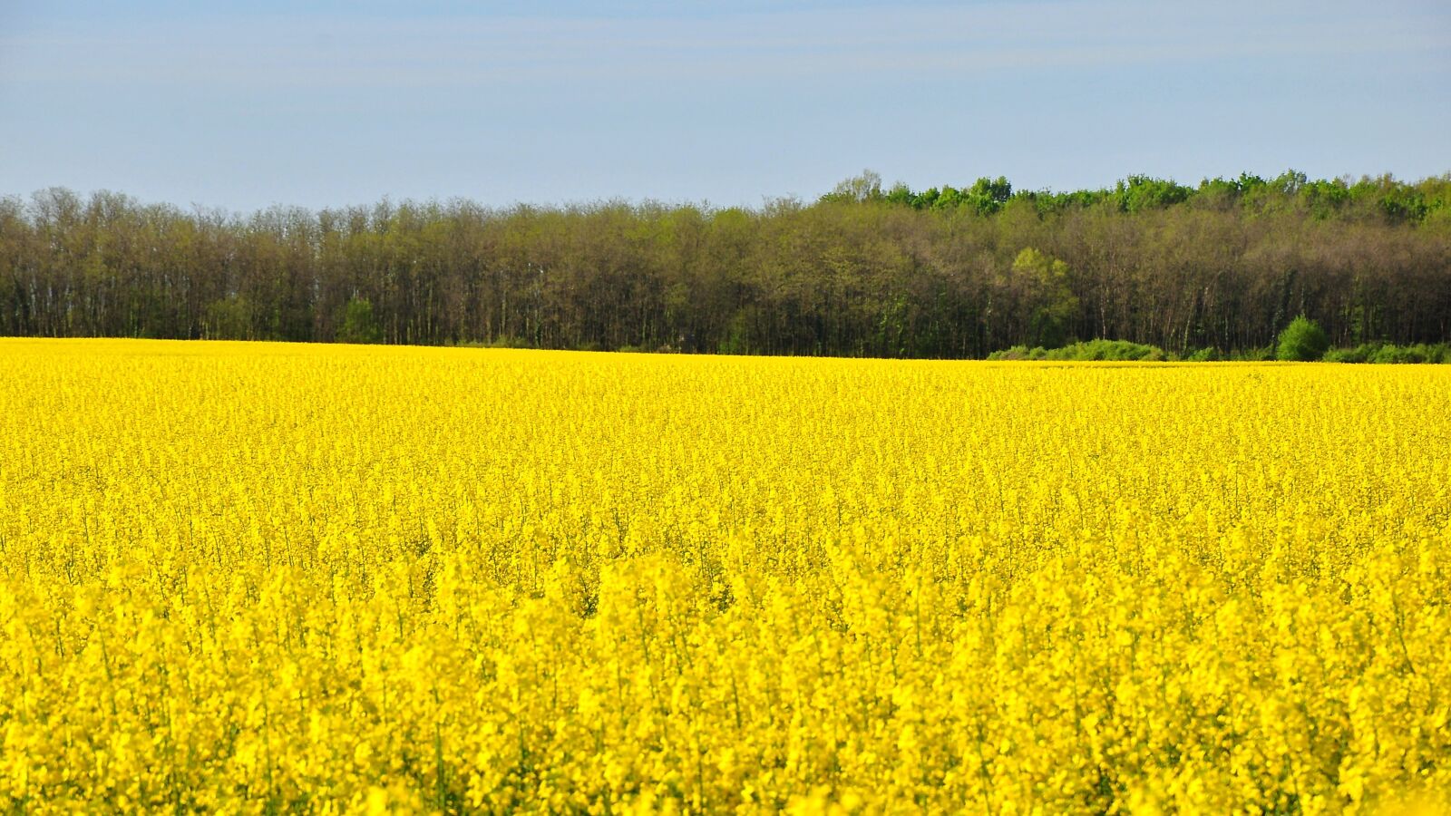 Nikon D90 sample photo. Rape, spring, canola field photography