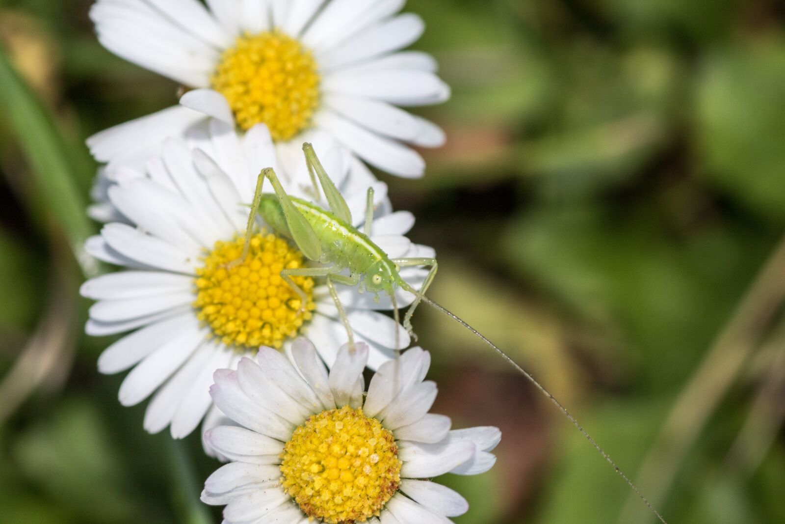 Canon EOS 7D Mark II sample photo. Grasshopper, daisy, close up photography