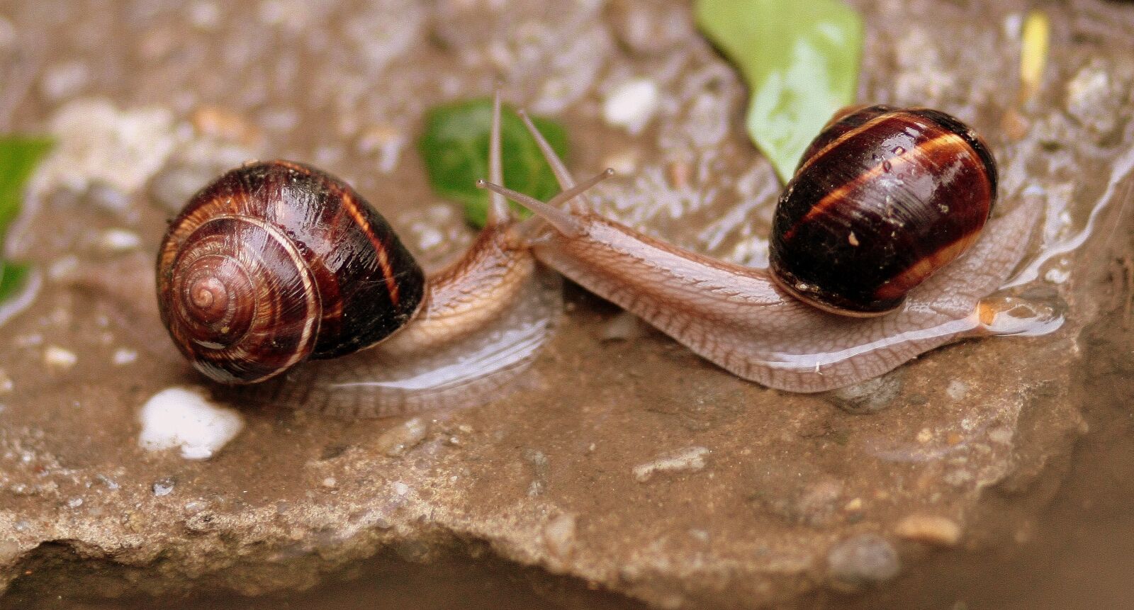 Canon EOS 450D (EOS Rebel XSi / EOS Kiss X2) sample photo. Snails, pair, love photography