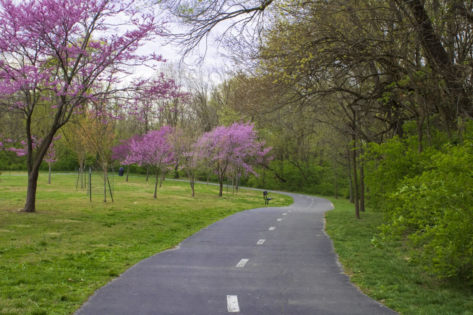 Canon EOS 2000D (EOS Rebel T7 / EOS Kiss X90 / EOS 1500D) sample photo. Winding road, spring, purple photography