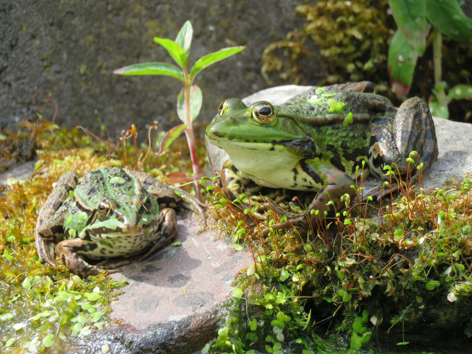 Canon PowerShot SX60 HS sample photo. Frogs, frog, duckweed photography