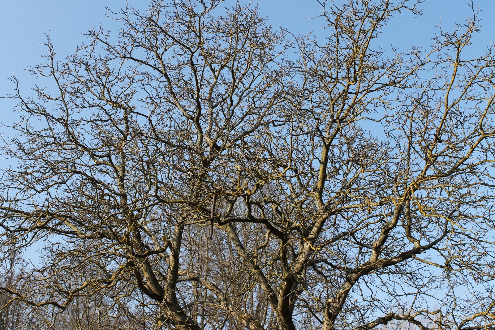 Canon EOS 1100D (EOS Rebel T3 / EOS Kiss X50) sample photo. Tree, winter, silhouette photography