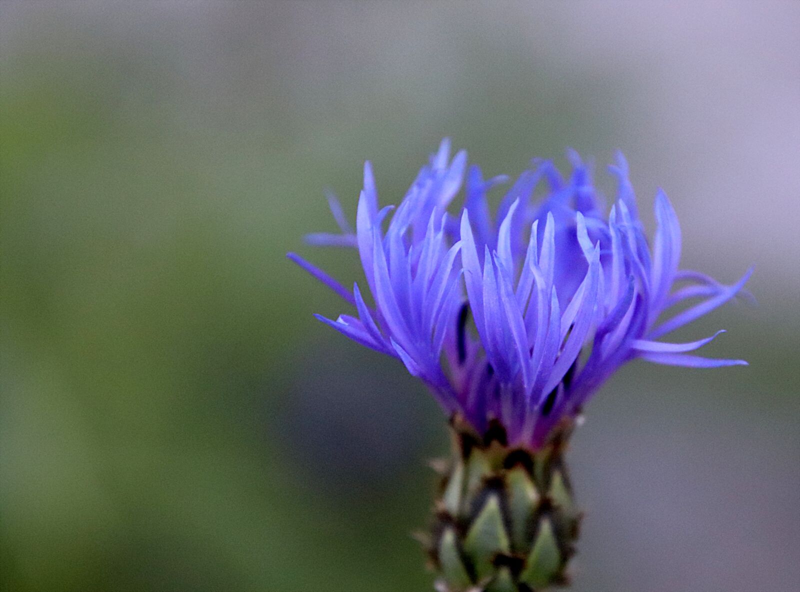 Canon EOS 800D (EOS Rebel T7i / EOS Kiss X9i) sample photo. Knapweed, flowers, plants photography