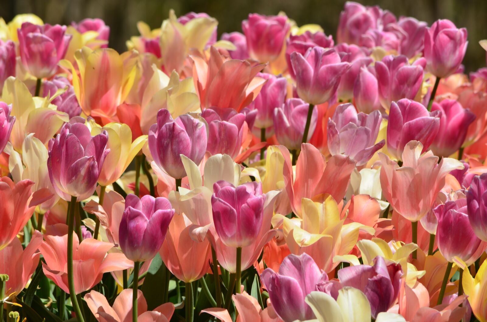 Nikon D5100 sample photo. Tulips, flowers, spring photography
