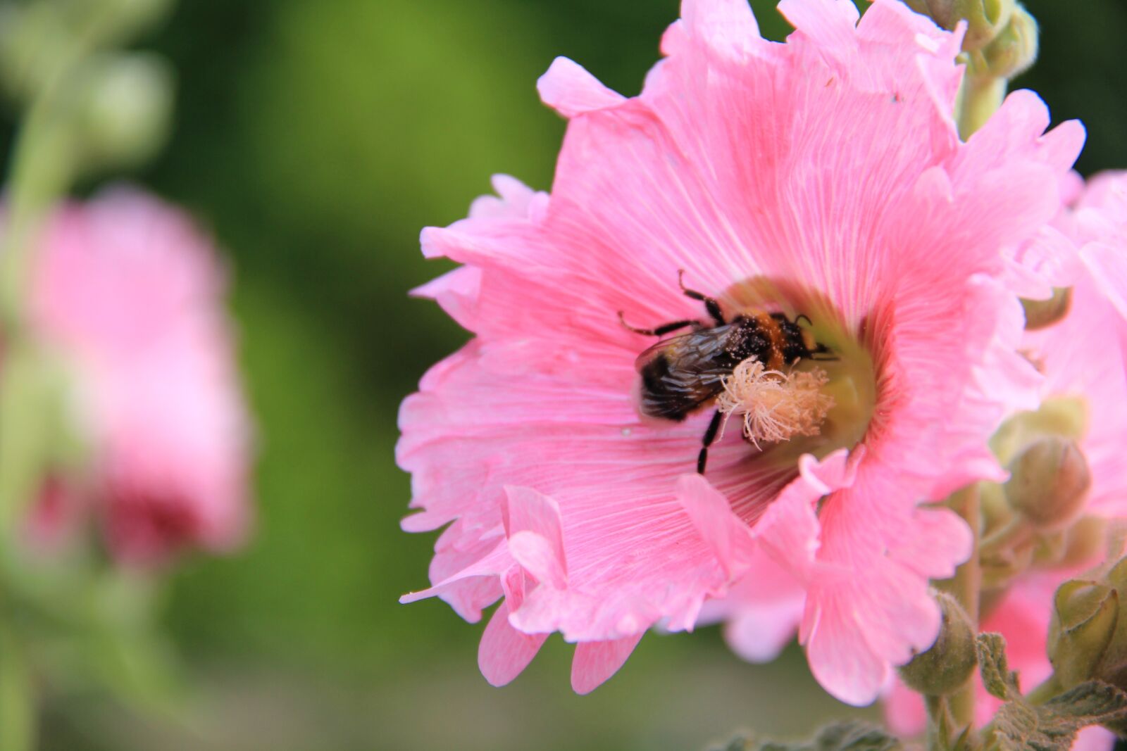 Canon EOS 550D (EOS Rebel T2i / EOS Kiss X4) sample photo. Stock rose, hummel, flower photography