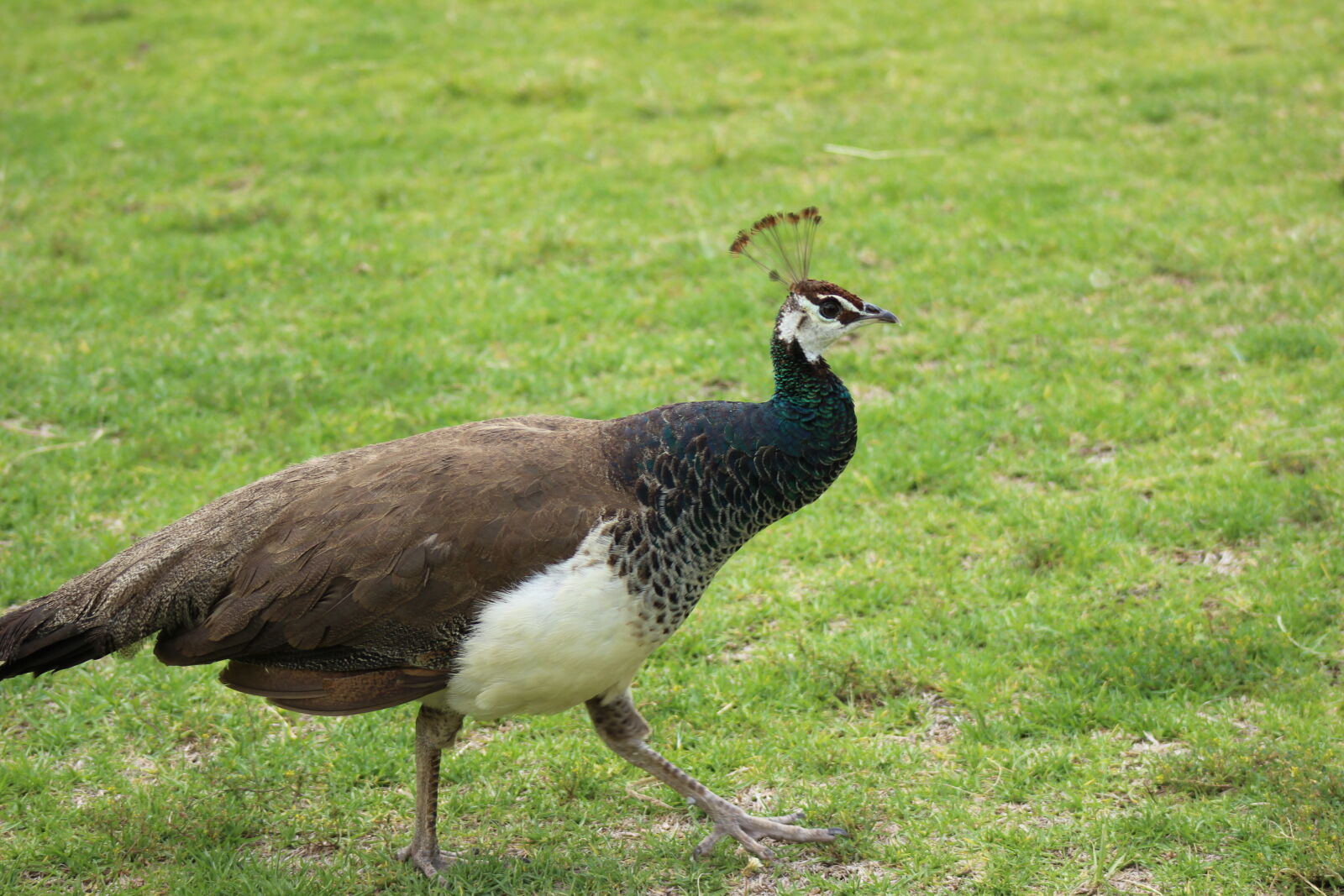 Canon EF 75-300mm f/4-5.6 sample photo. Bird, female, peacock photography