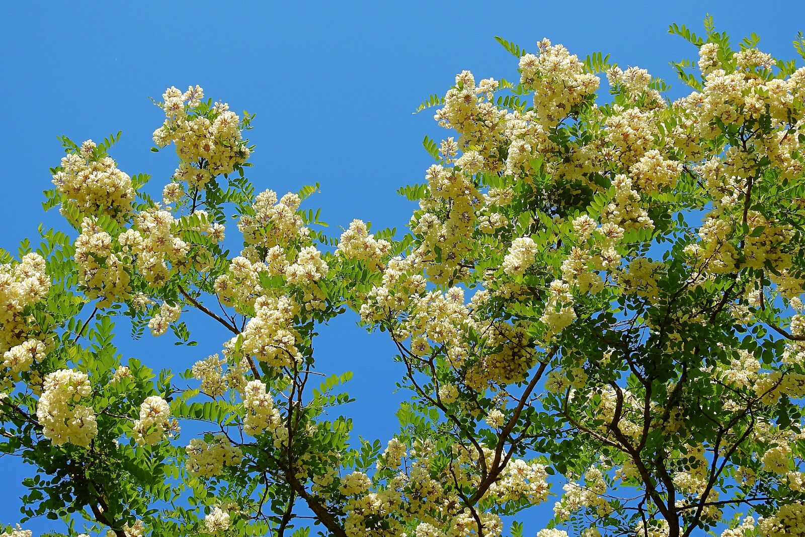 Nikon Coolpix P900 sample photo. Acacia, blooming tree, nature photography