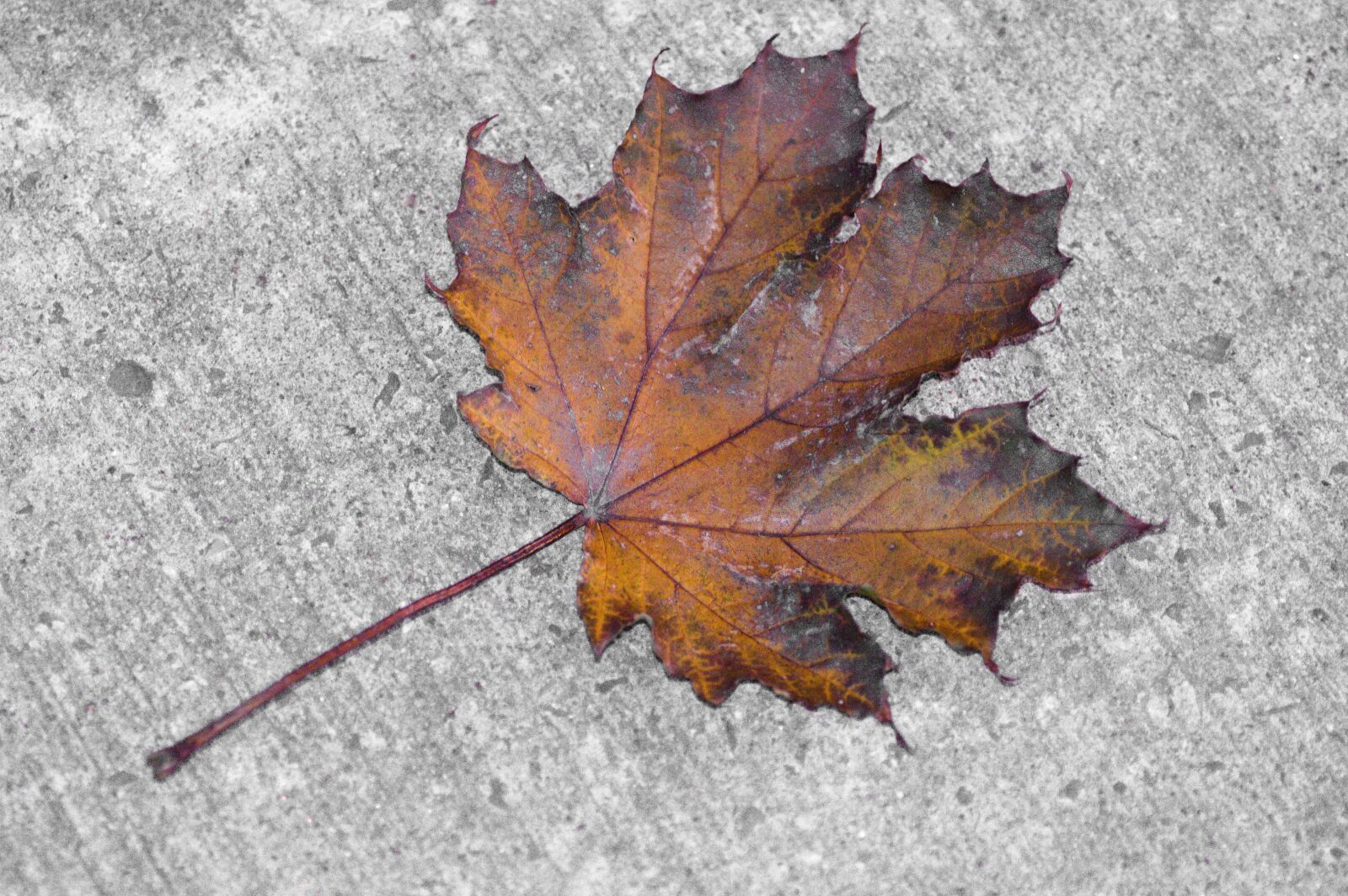 Nikon D7500 sample photo. Leaf, maple, cement photography