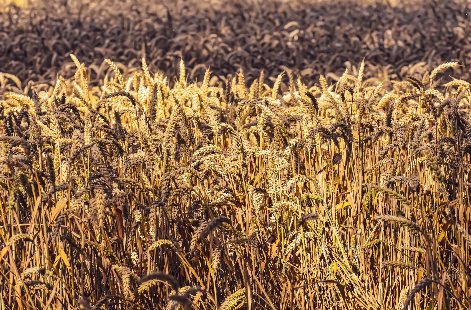 Nikon D7200 sample photo. Grain, cornfield, field photography