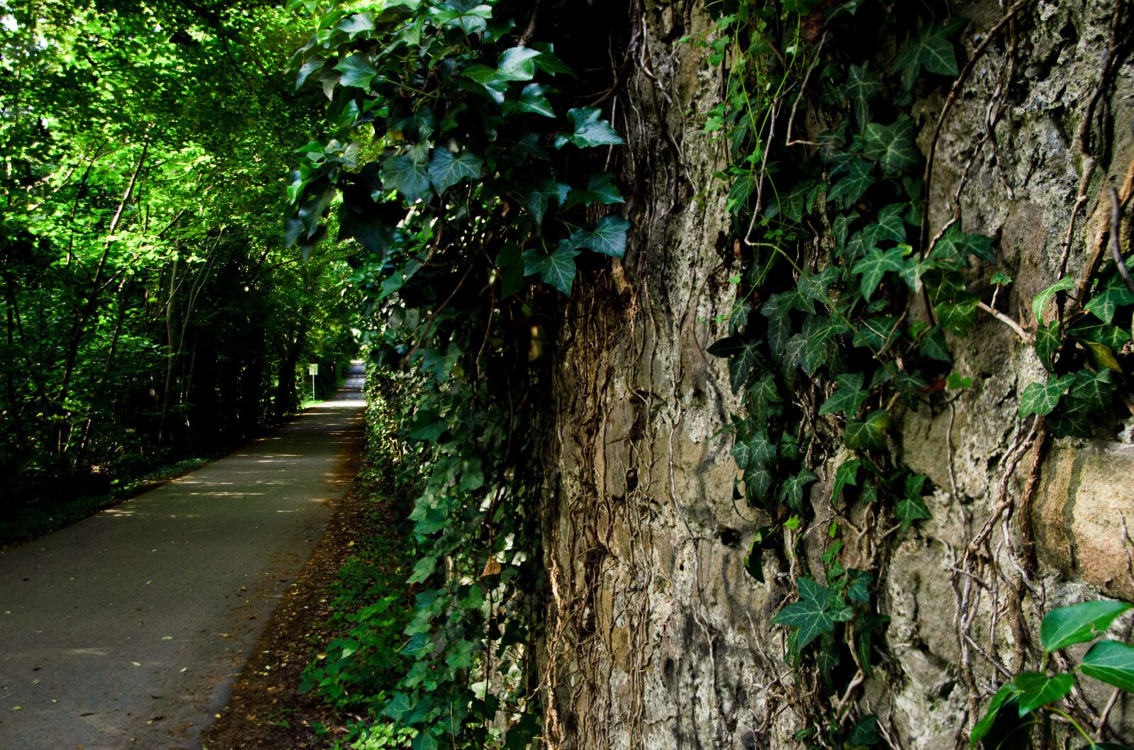 Tamron 18-270mm F3.5-6.3 Di II VC PZD sample photo. Ivy, perspective, wall photography