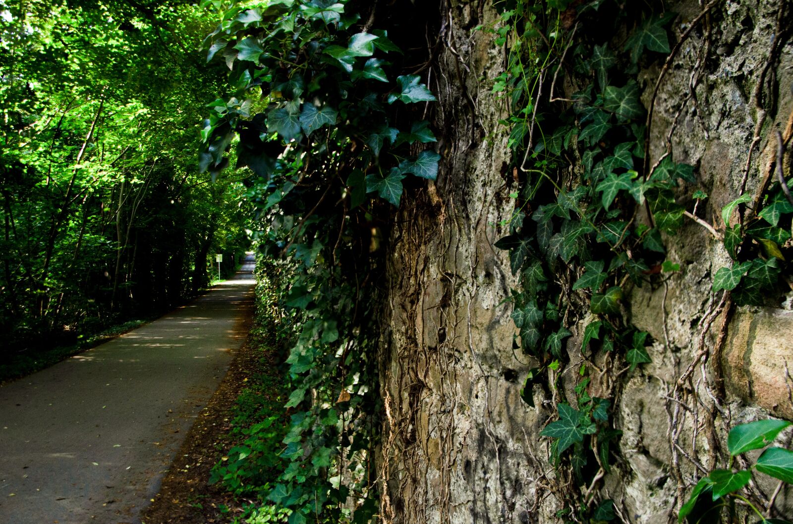 Nikon D5100 sample photo. Ivy, perspective, wall photography