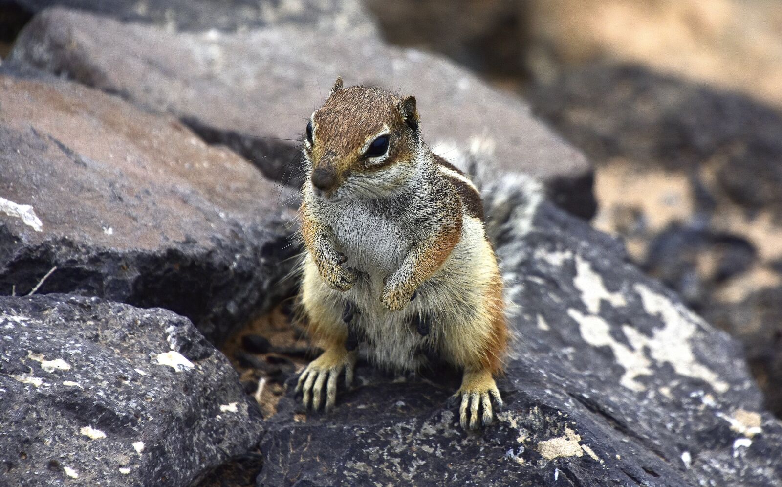 Nikon D7200 sample photo. Squirrel barbary, rodents, fuerteventura photography