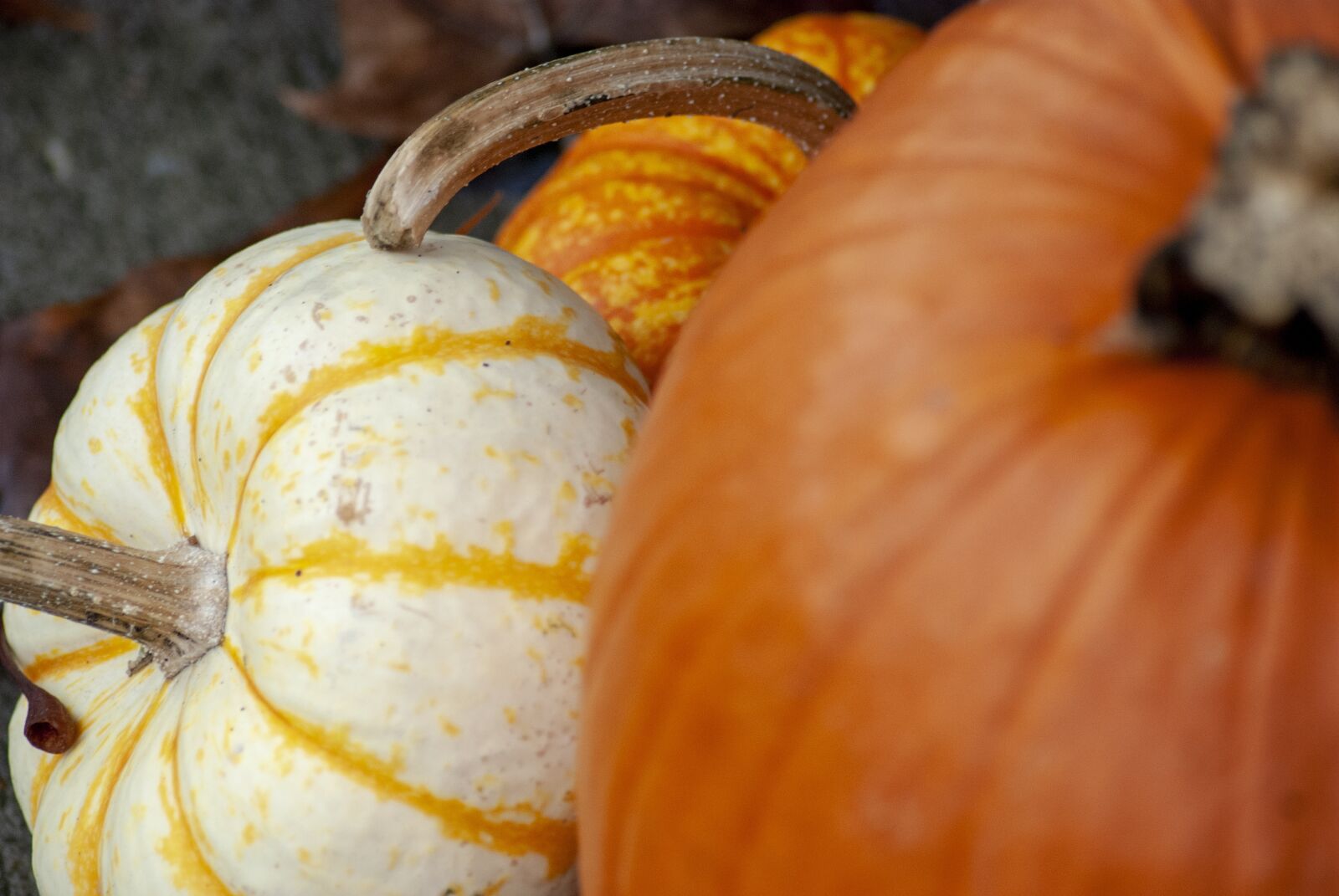 Nikon D80 sample photo. Pumpkin, gourd, thanksgiving photography