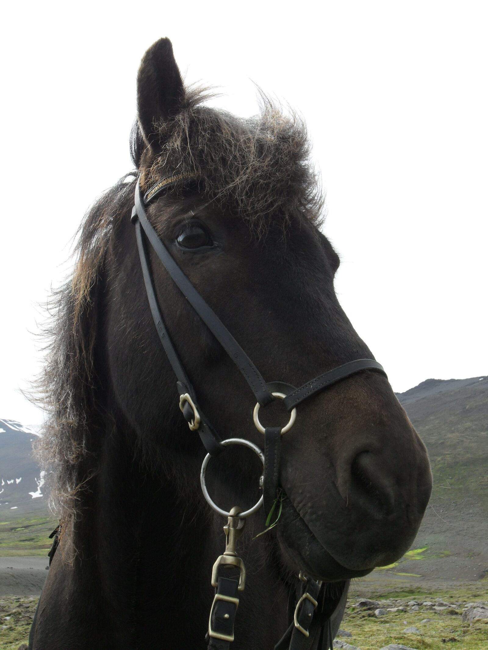 Samsung WB1000 / VLUU WB1000 /  TL320 sample photo. Iceland, iceland horse, icelanders photography