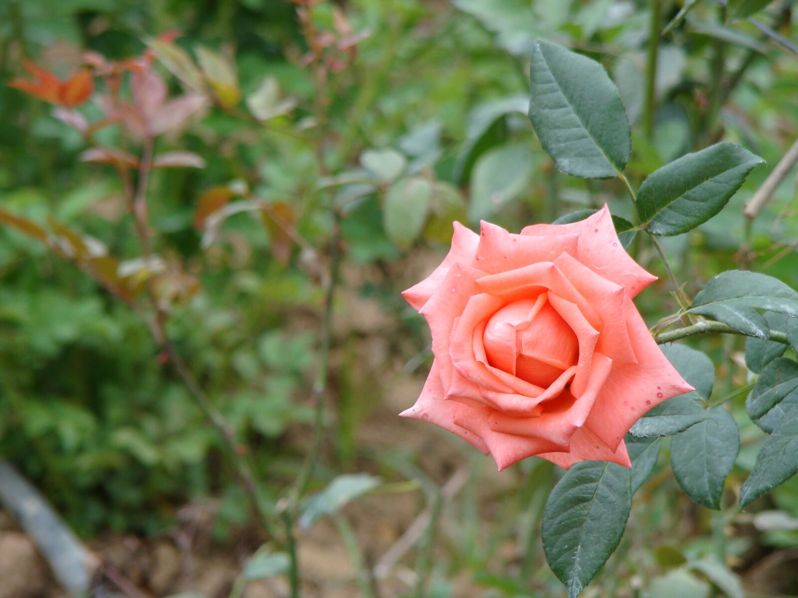 Sony Cyber-shot DSC-H50 sample photo. Rosa, pink, field photography