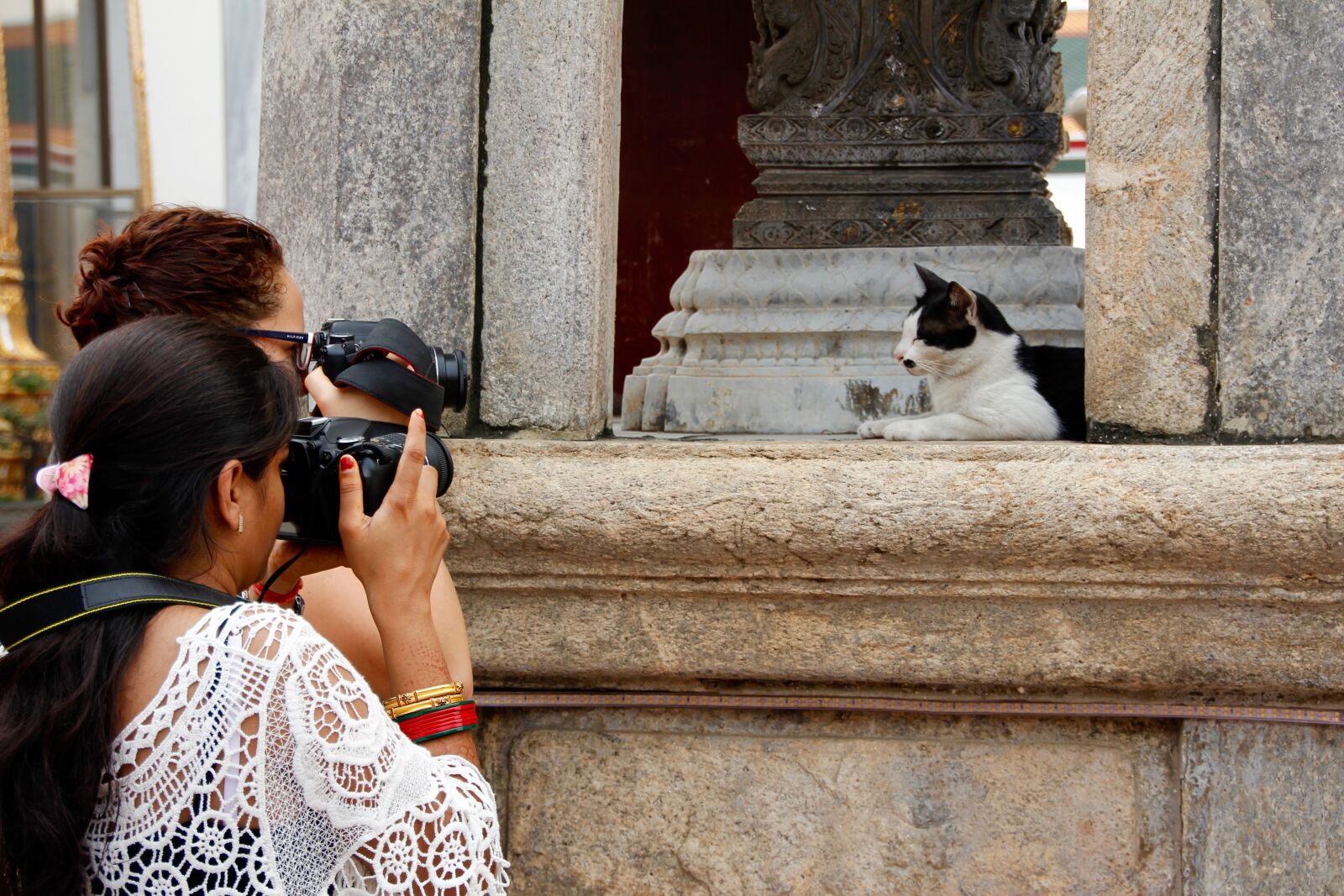Canon EOS 60D sample photo. Cat, thailand, paw photography