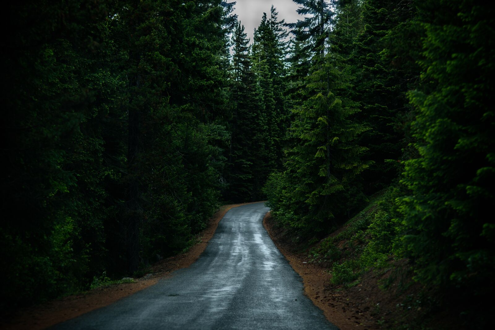 Nikon D750 sample photo. Conifer, evergreen, forest photography