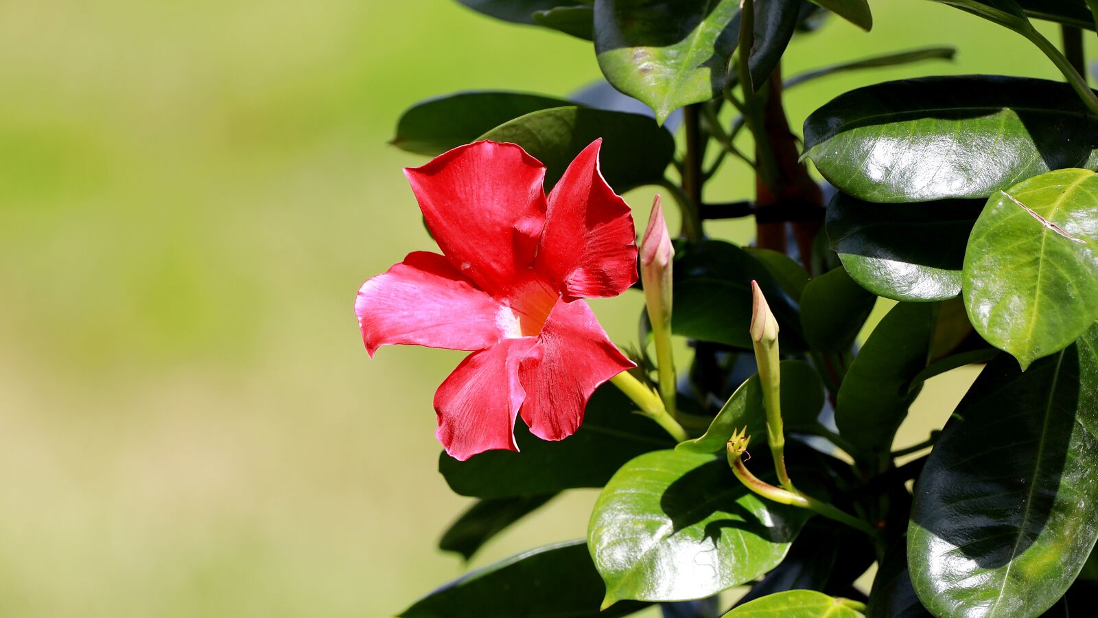 Canon EOS R + 150-600mm F5-6.3 DG OS HSM | Contemporary 015 sample photo. Mandevilla, dipladenia, funnel flower photography