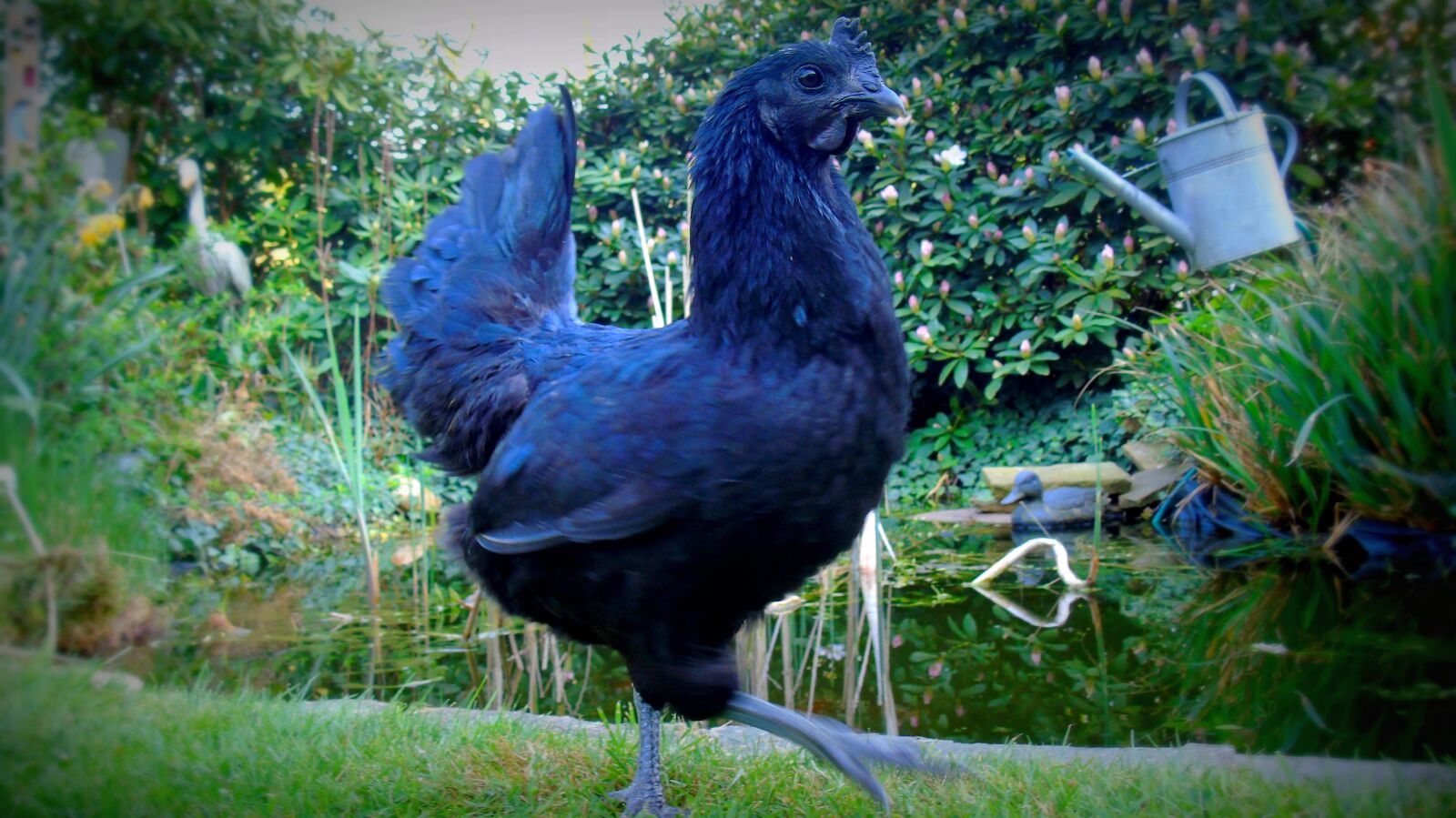 Sony Cyber-shot DSC-H400 sample photo. Chicken, hen, bird photography