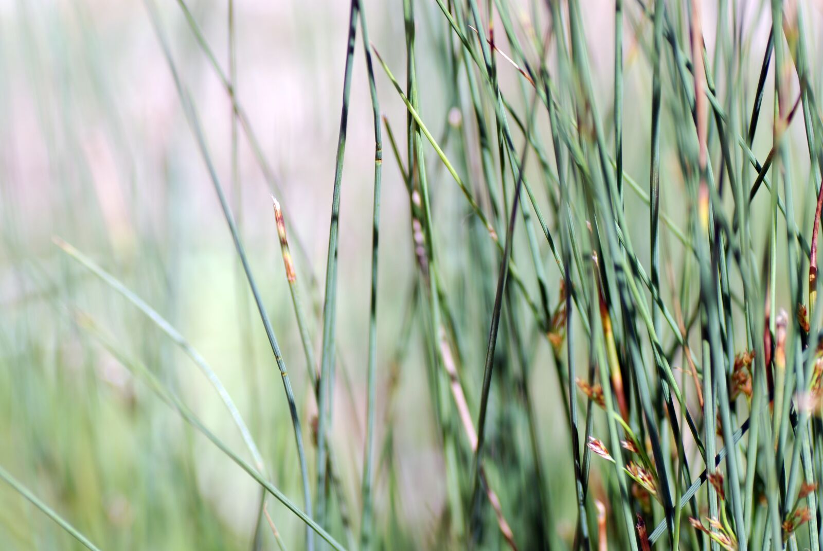 Nikon D80 sample photo. Nature, plant, garden photography