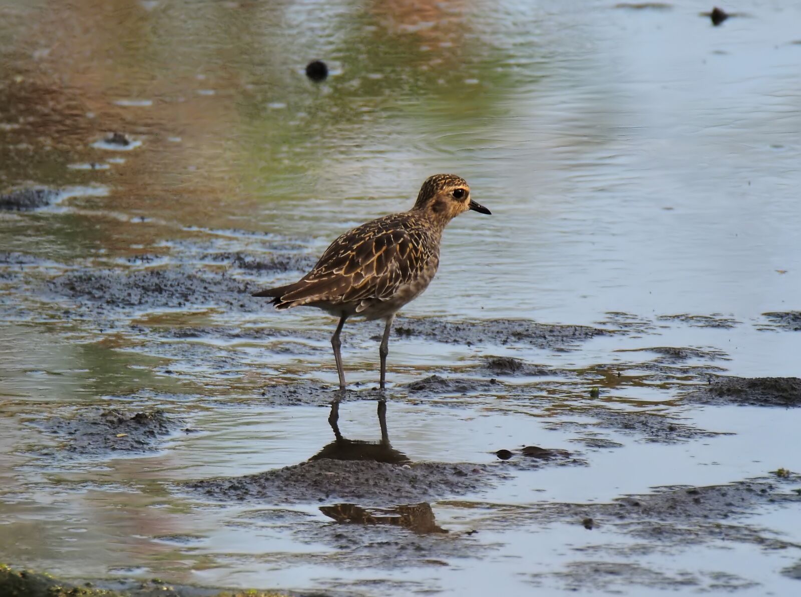 Olympus OM-D E-M1 sample photo. Migratory, bird, wild photography