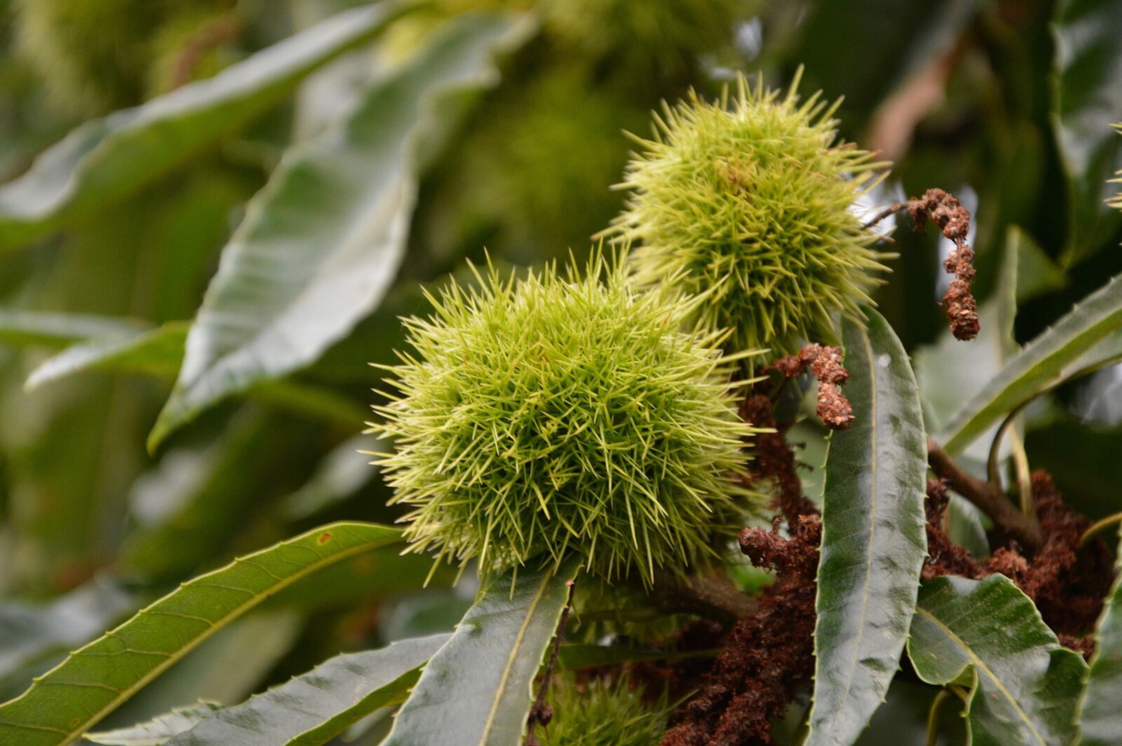 Nikon D5200 sample photo. Bug thorny, spice, fruit photography